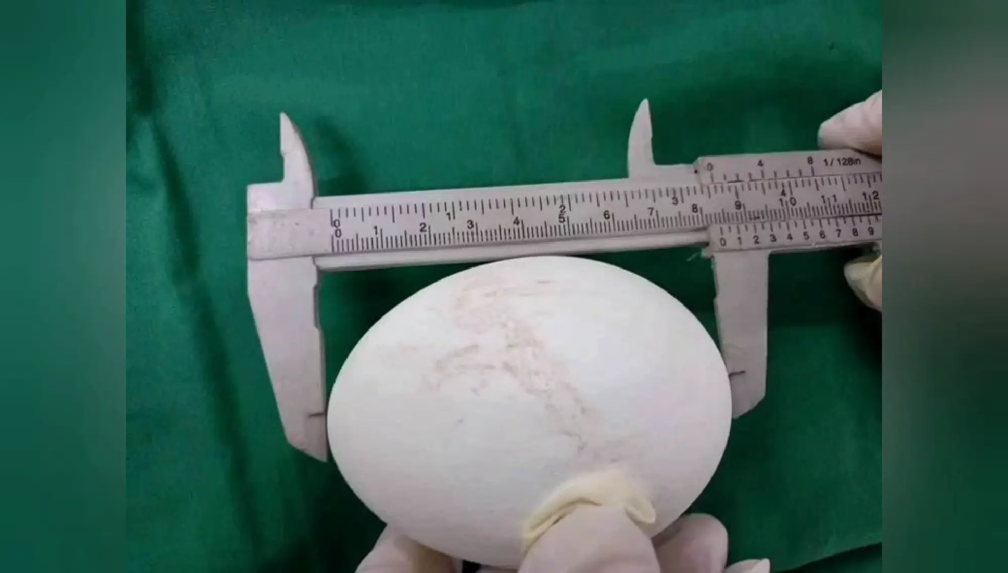Asian king vulture lays an egg for the first time in 25 years