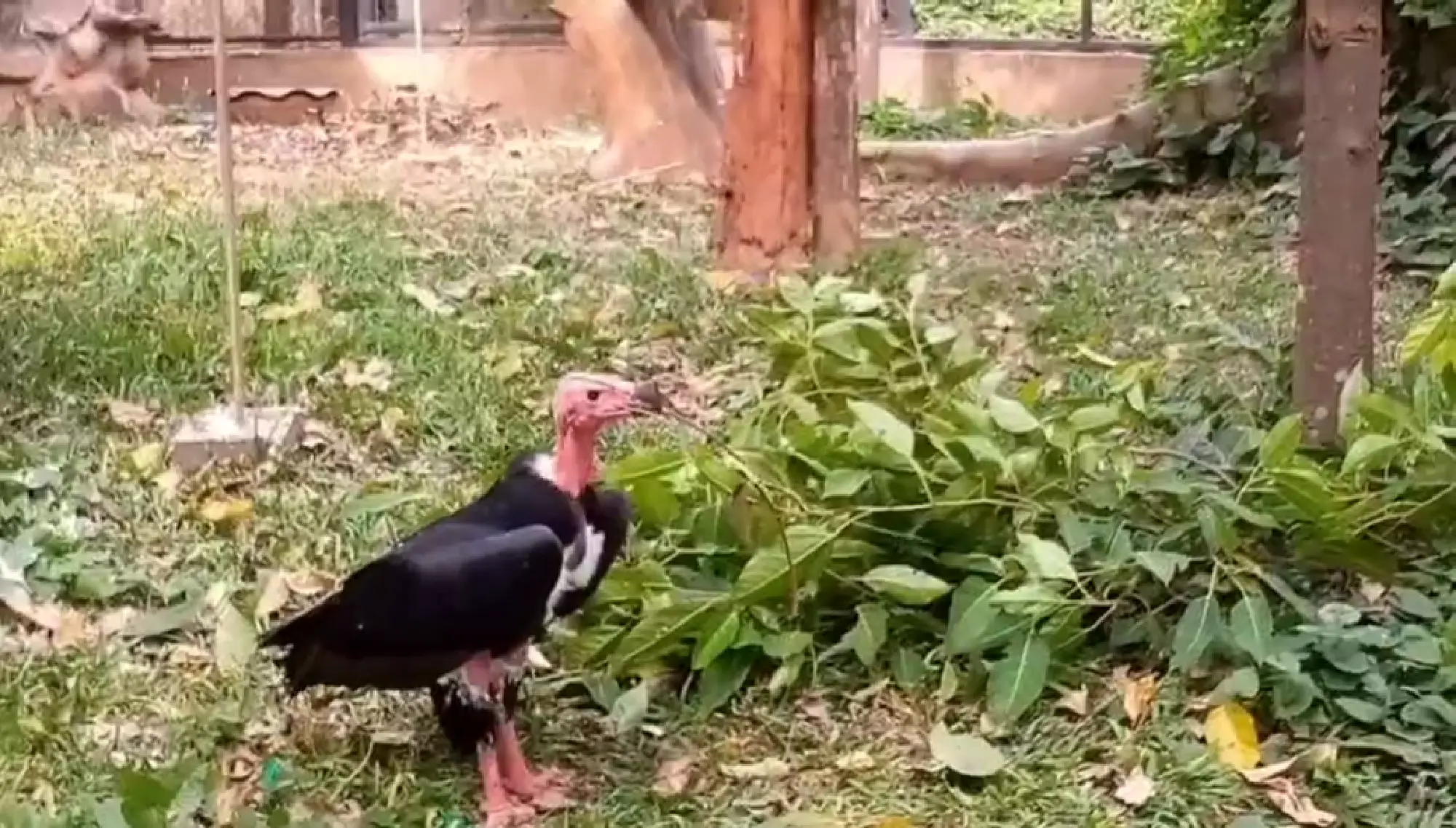 Asian king vulture lays an egg for the first time in 25 years