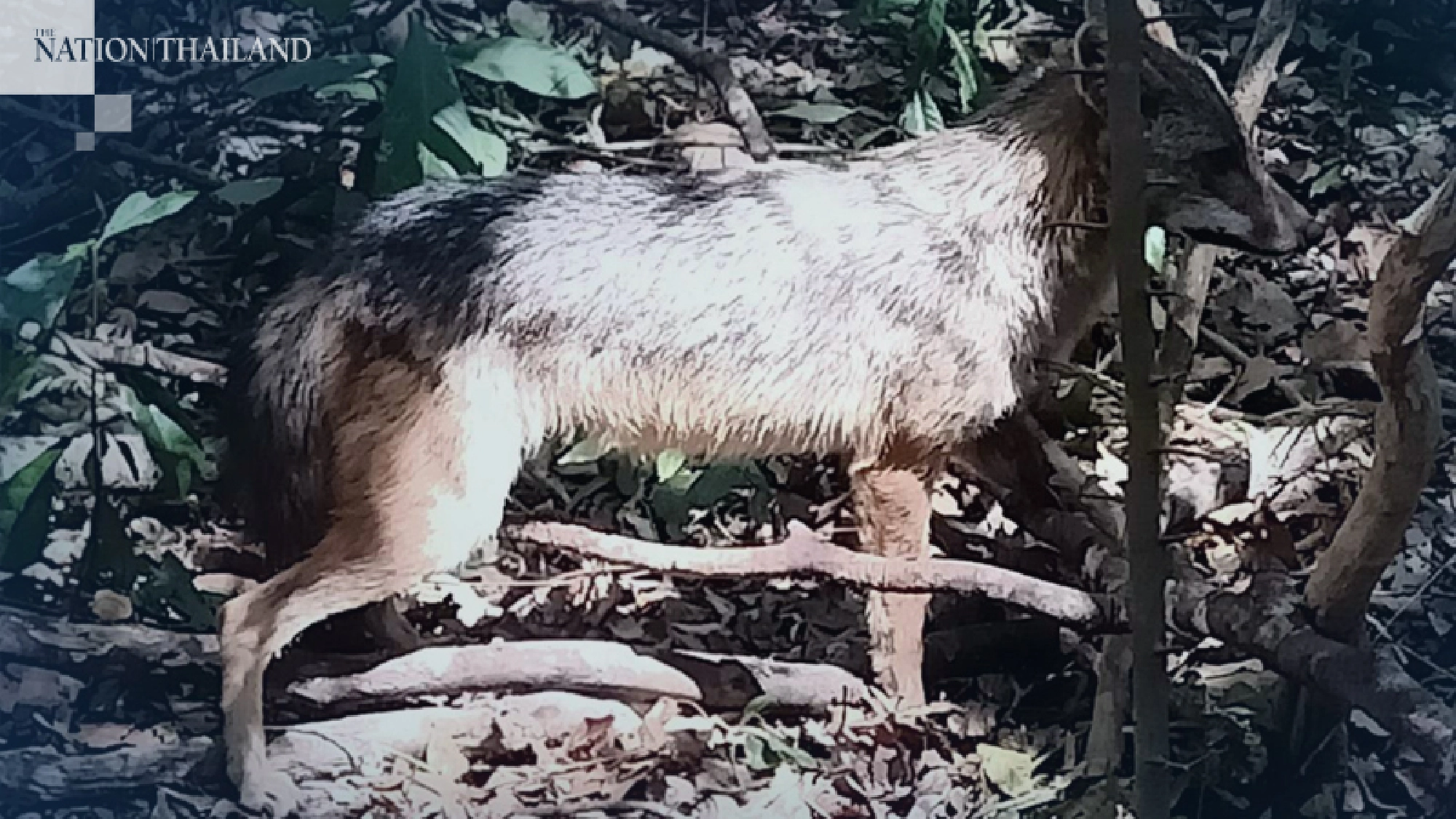 Photo credit: Department of National Parks, Wildlife and Plant Conservation