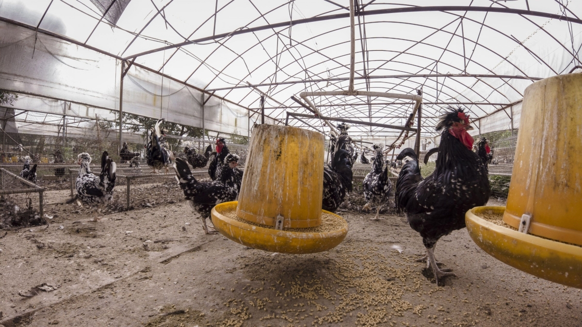 Chickens inside a shed at Fuxin Farm in Longyan, Fujian province, China, on Nov. 18, 2020. MUST CREDIT: Bloomberg photo by Qilai Shen