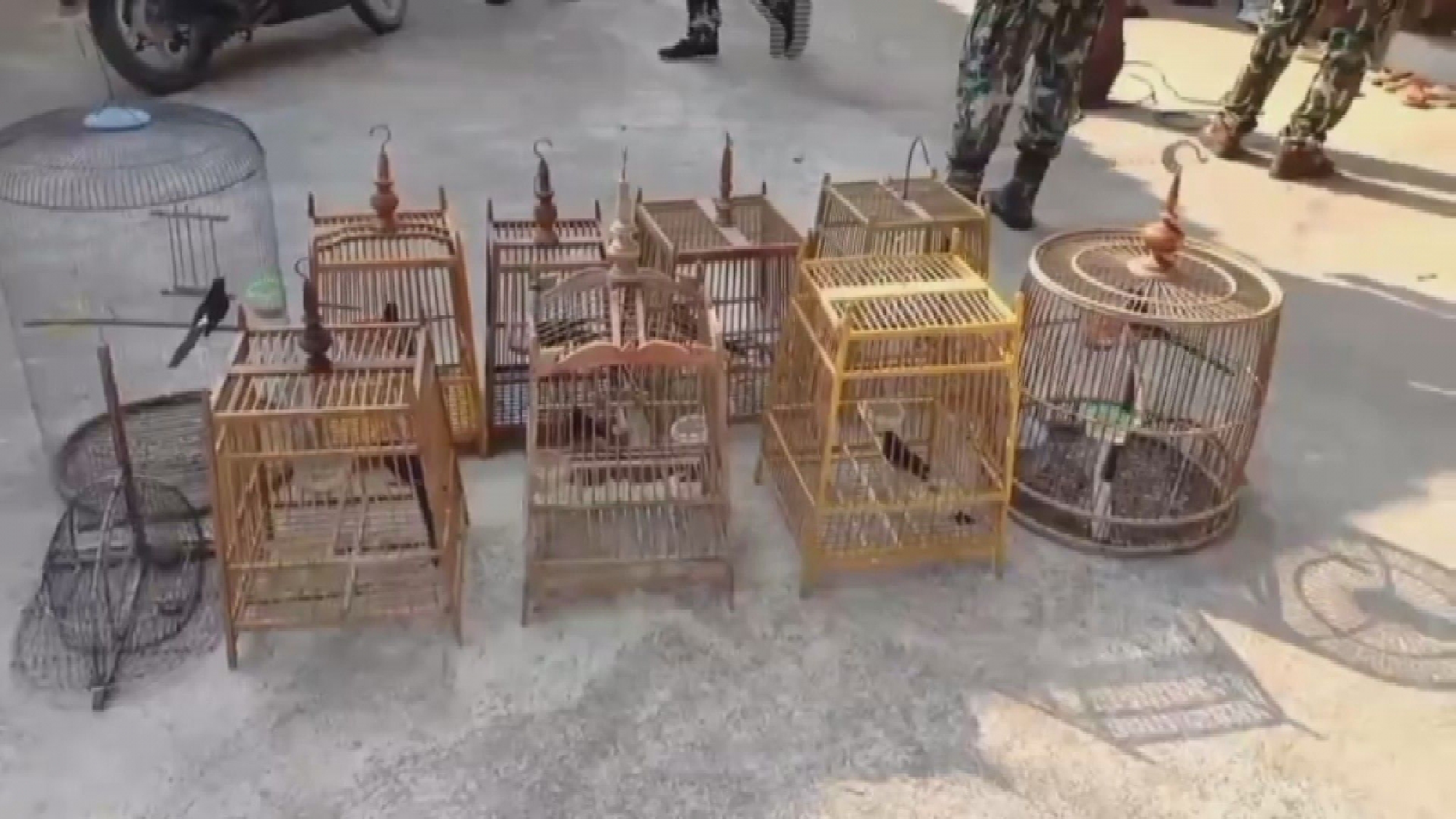 Officials swoop down on Sukhothai house, arrest owner for allegedly selling protected birds