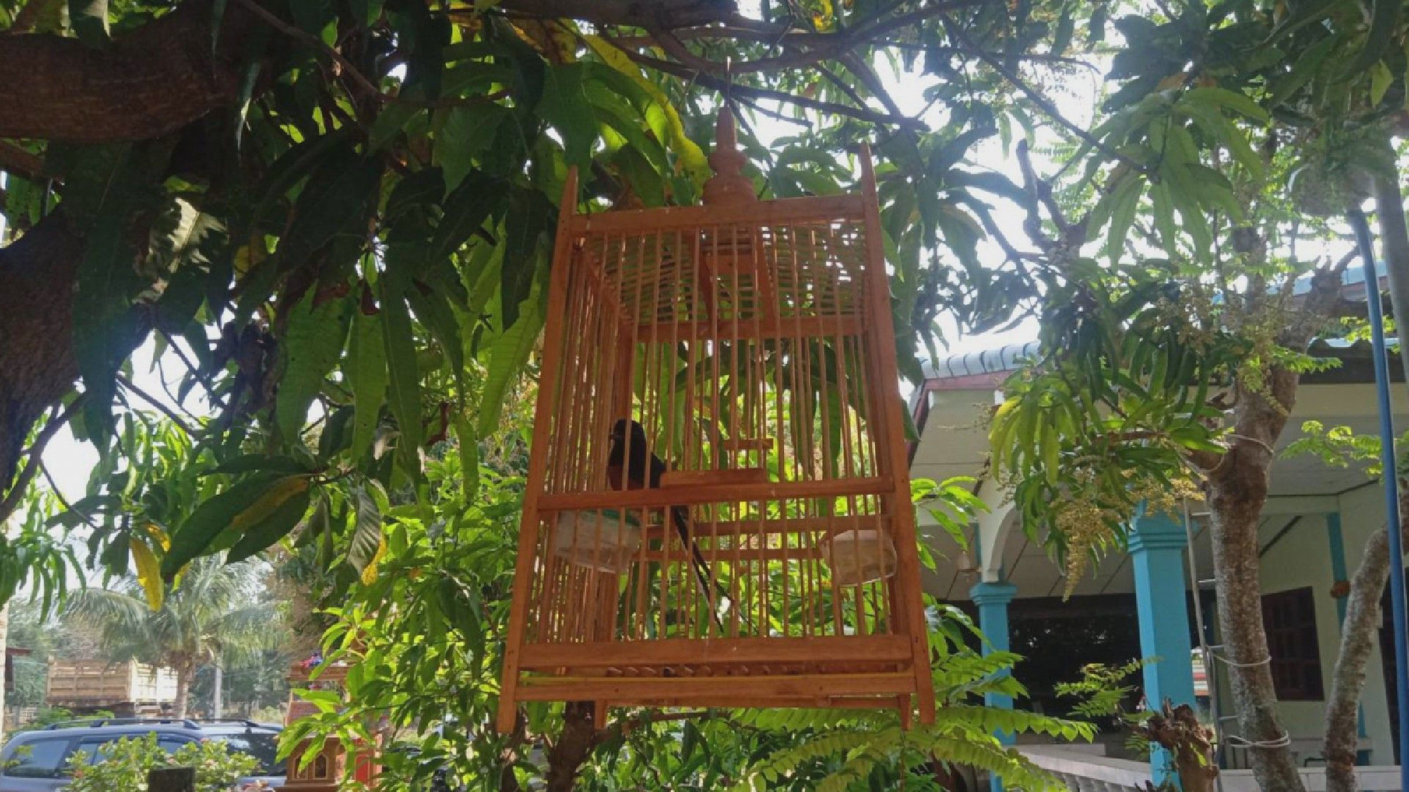 Officials swoop down on Sukhothai house, arrest owner for allegedly selling protected birds