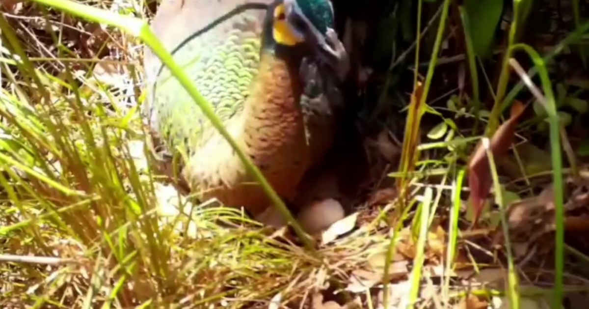 Photo: Facebook @DNP1362