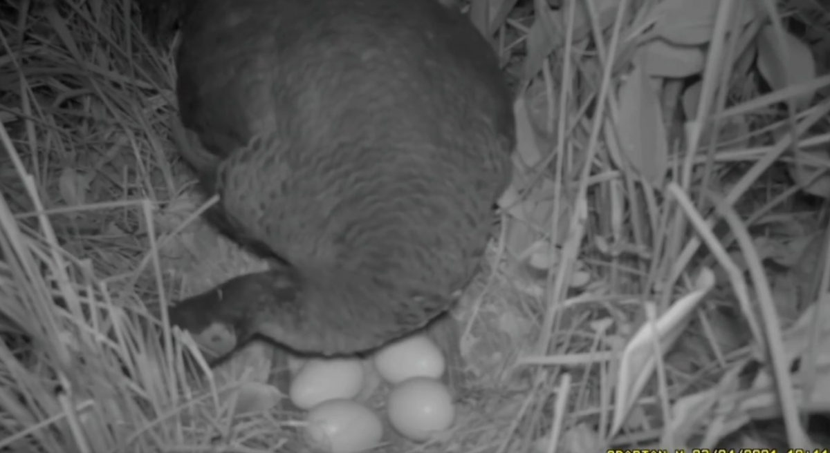 Photo: Facebook @DNP1362