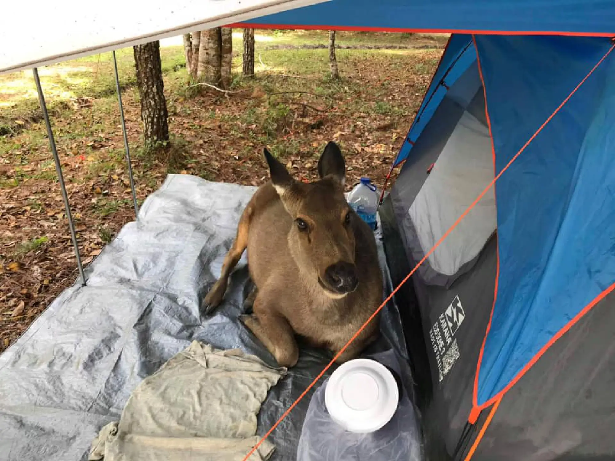 Photo Credit: Kachawoot Narerk