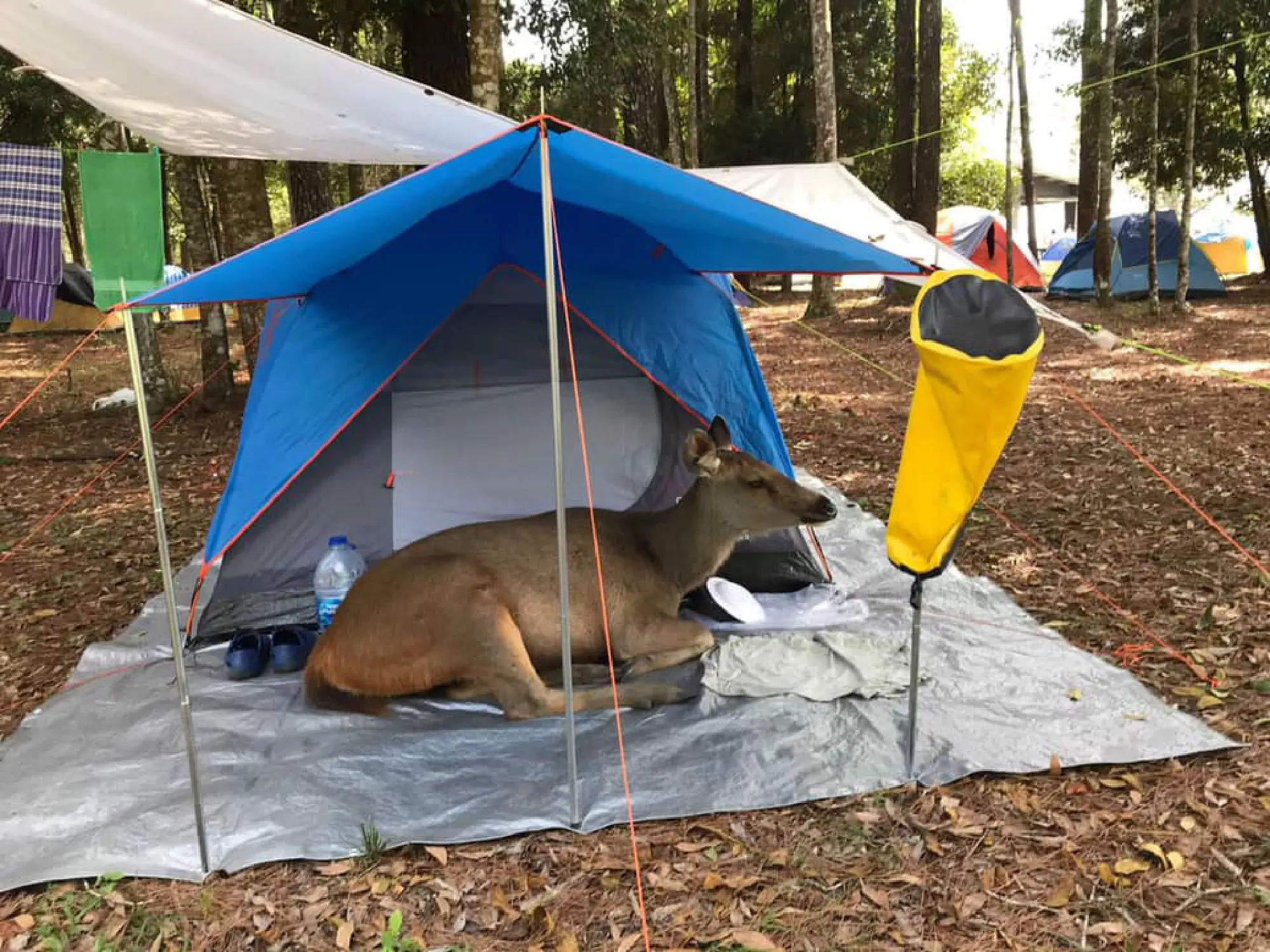 Photo Credit: Kachawoot Narerk