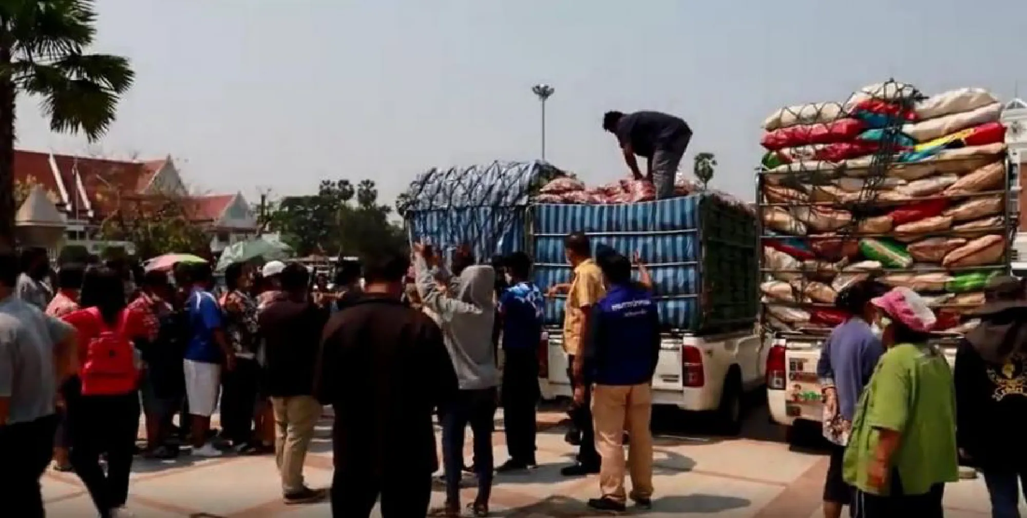 Nakhon Ratchasima mulls measures to tackle sweet corn oversupply