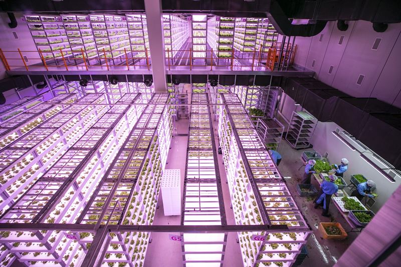 Farm 8 employees work inside an indoor vertical farm in Pyeongtaek, South Korea, on Feb. 23, 2021. MUST CREDIT: Bloomberg photo by Jean Chung.