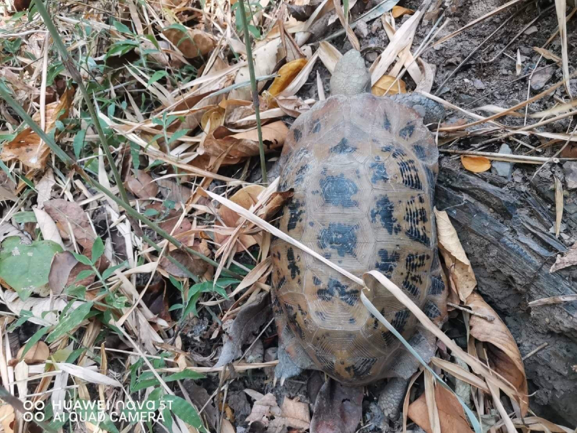 Slow-moving turtle pulled to safety in Chiang Mai forest fire