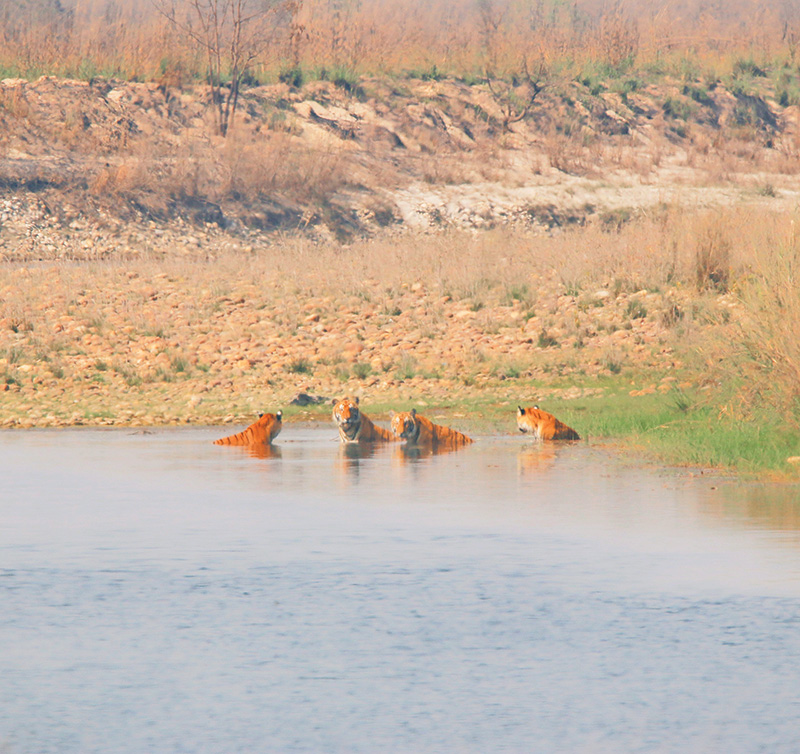 There were 87 tigers in Bardiya in 2018, according to the national parks department.  Photo courtesy: Bhawany Kandel 