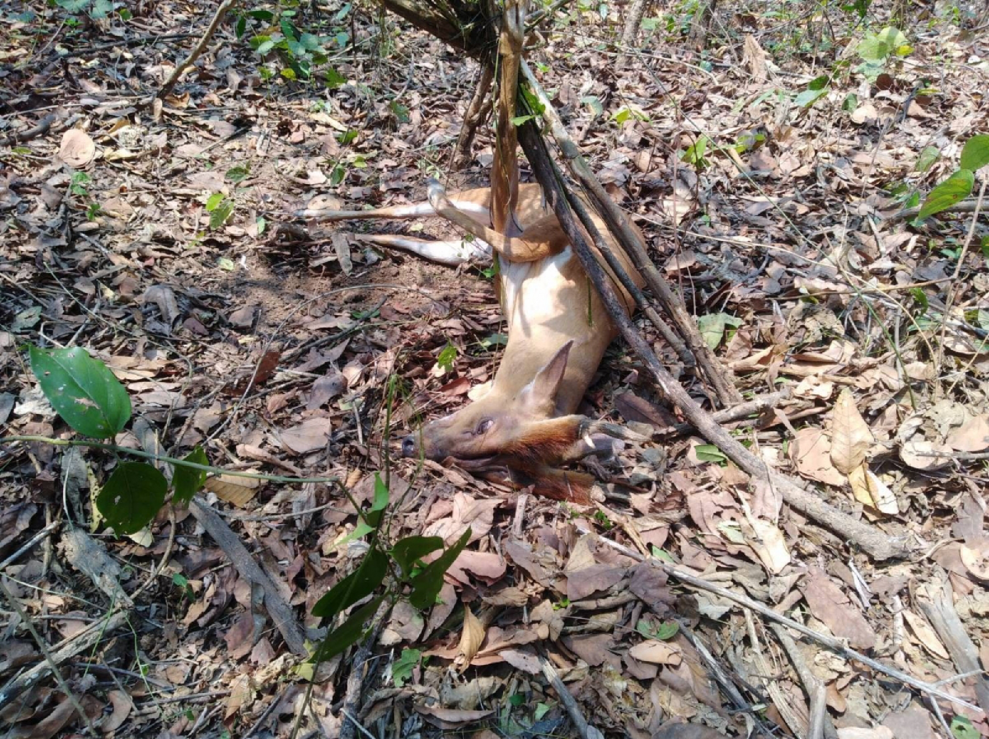 Sanctuary officials rescue barking deer from hunter’s snare in Si Sa Ket