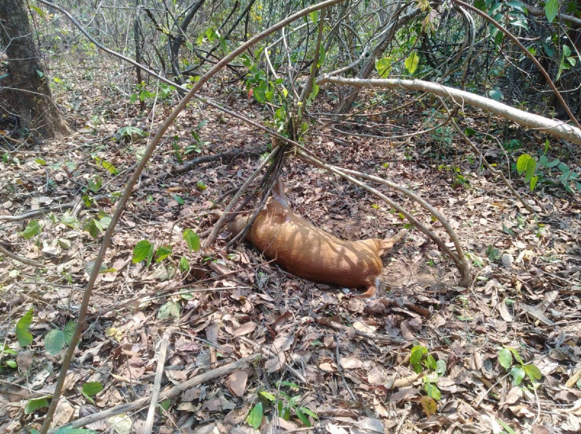 Sanctuary officials rescue barking deer from hunter’s snare in Si Sa Ket