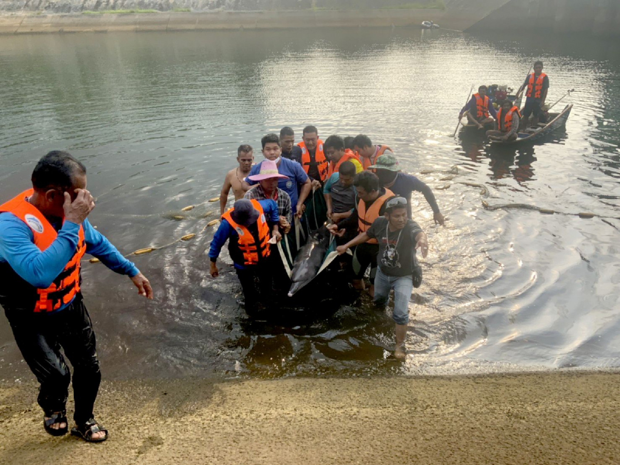 Bottlenose dolphin rescued from canal in Trat province