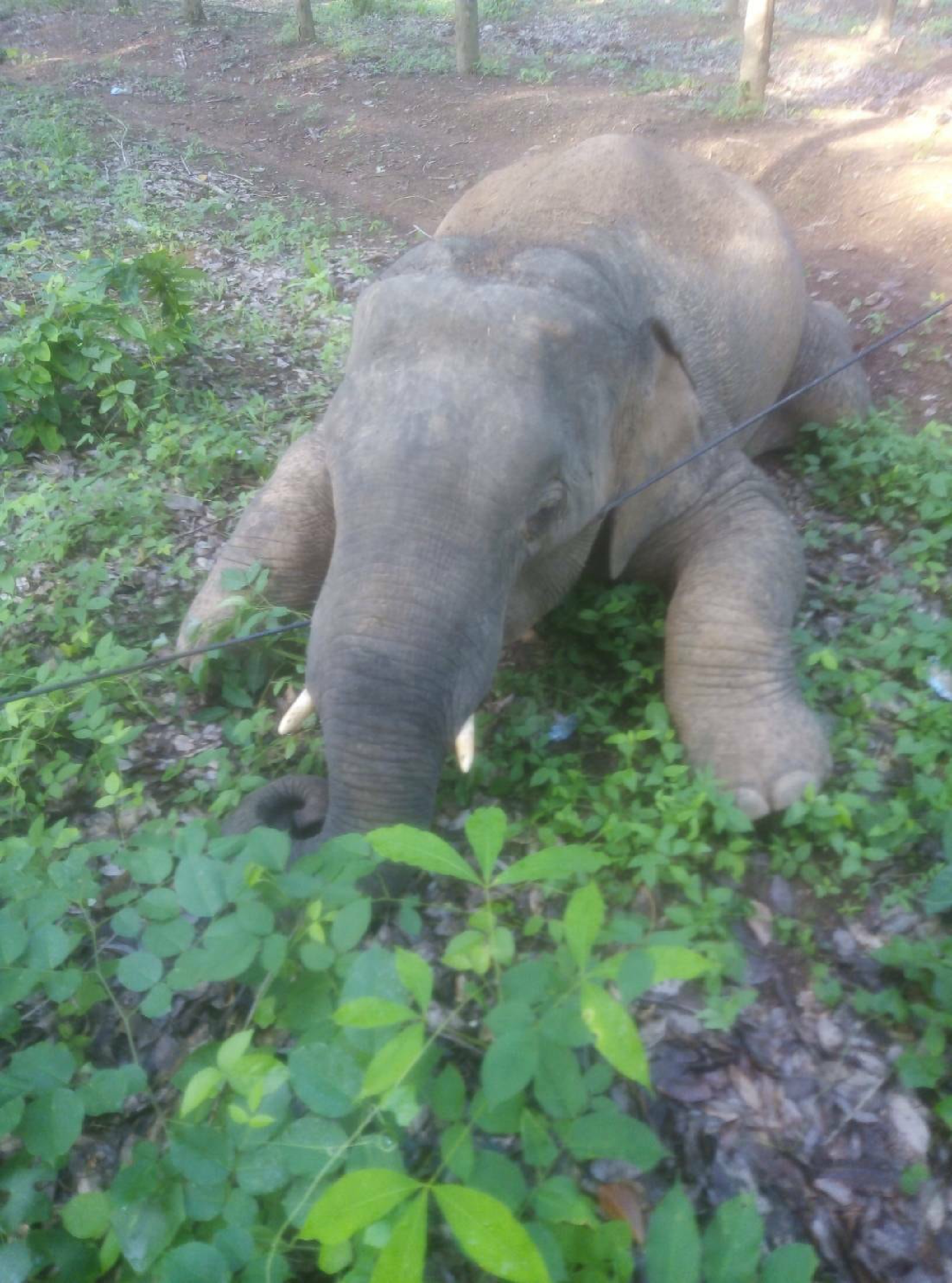 Wild elephant found dead in Chachoengsao rubber plantation