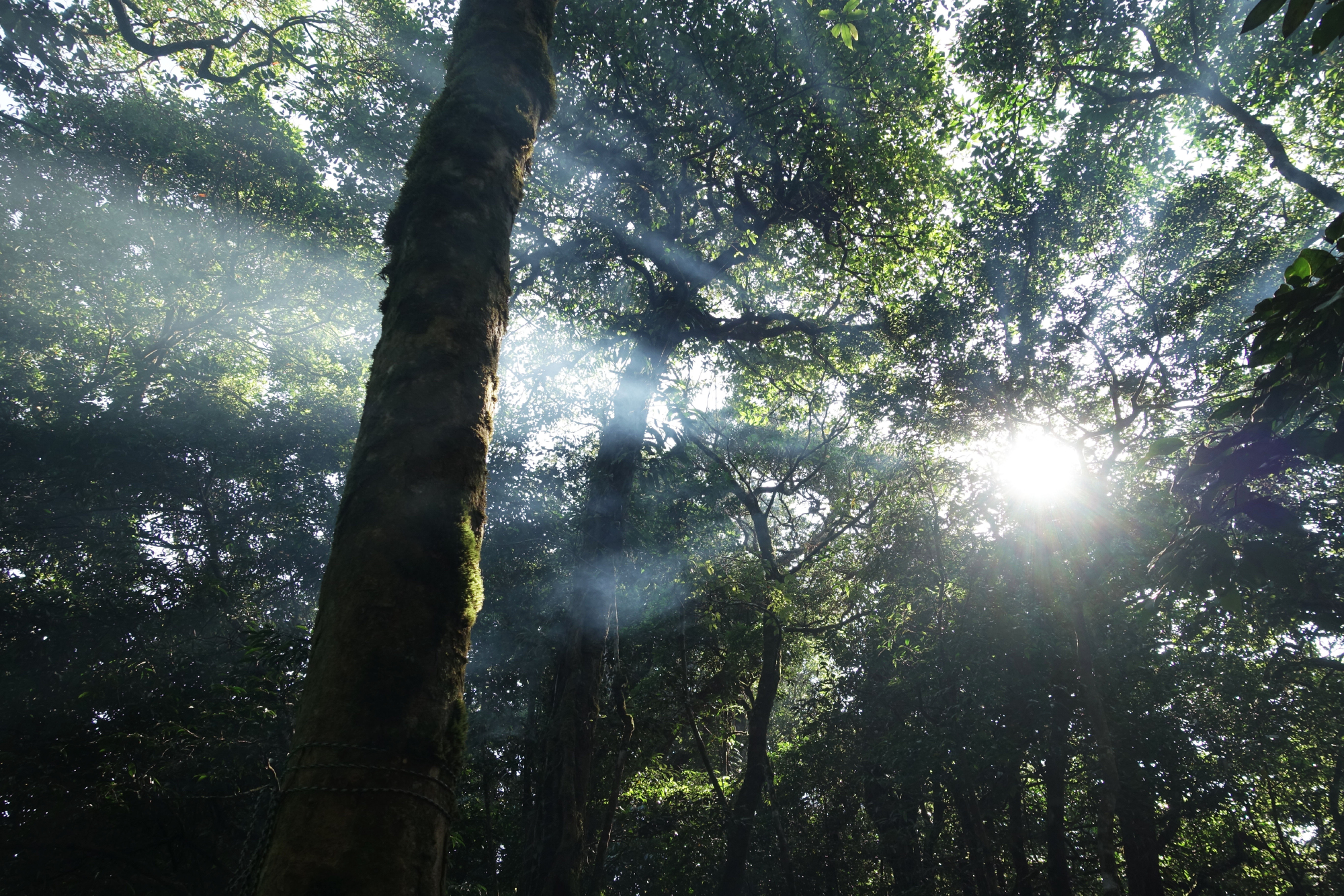 Fortify your physical and mental defences with vitamin D from the Sun