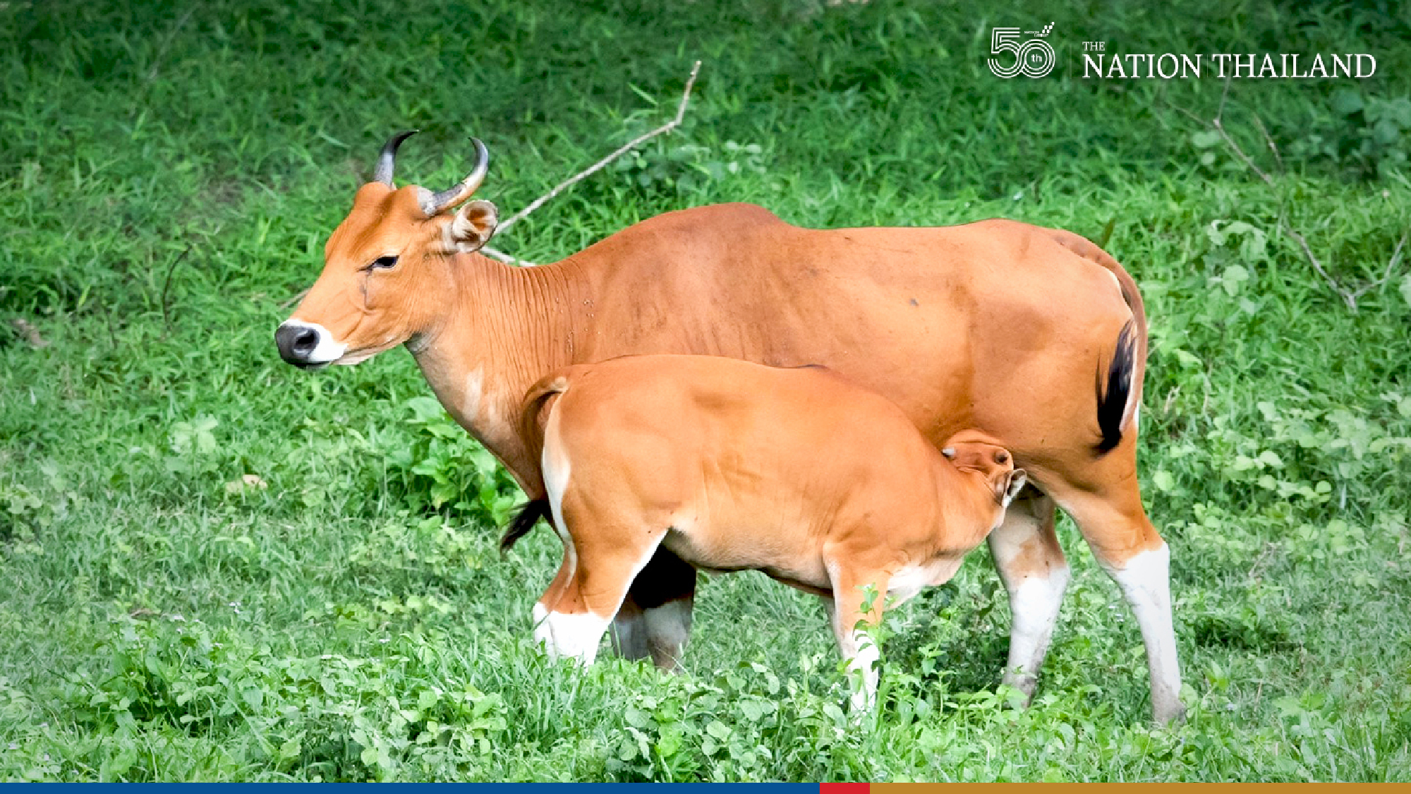 Herd of rare banteng spotted in Huai Kha Khaeng
