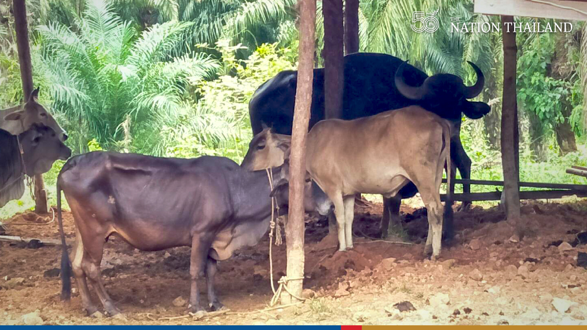 Alert sounded as wild bull flees national park for second time in a month