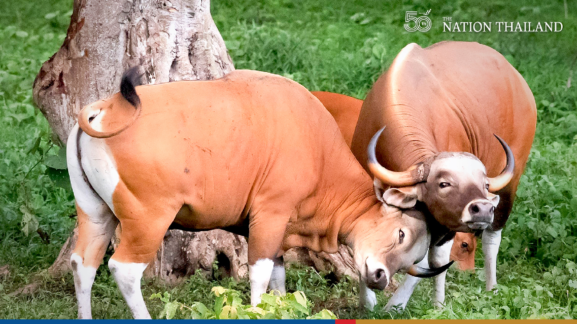 Herd of rare banteng spotted in Huai Kha Khaeng