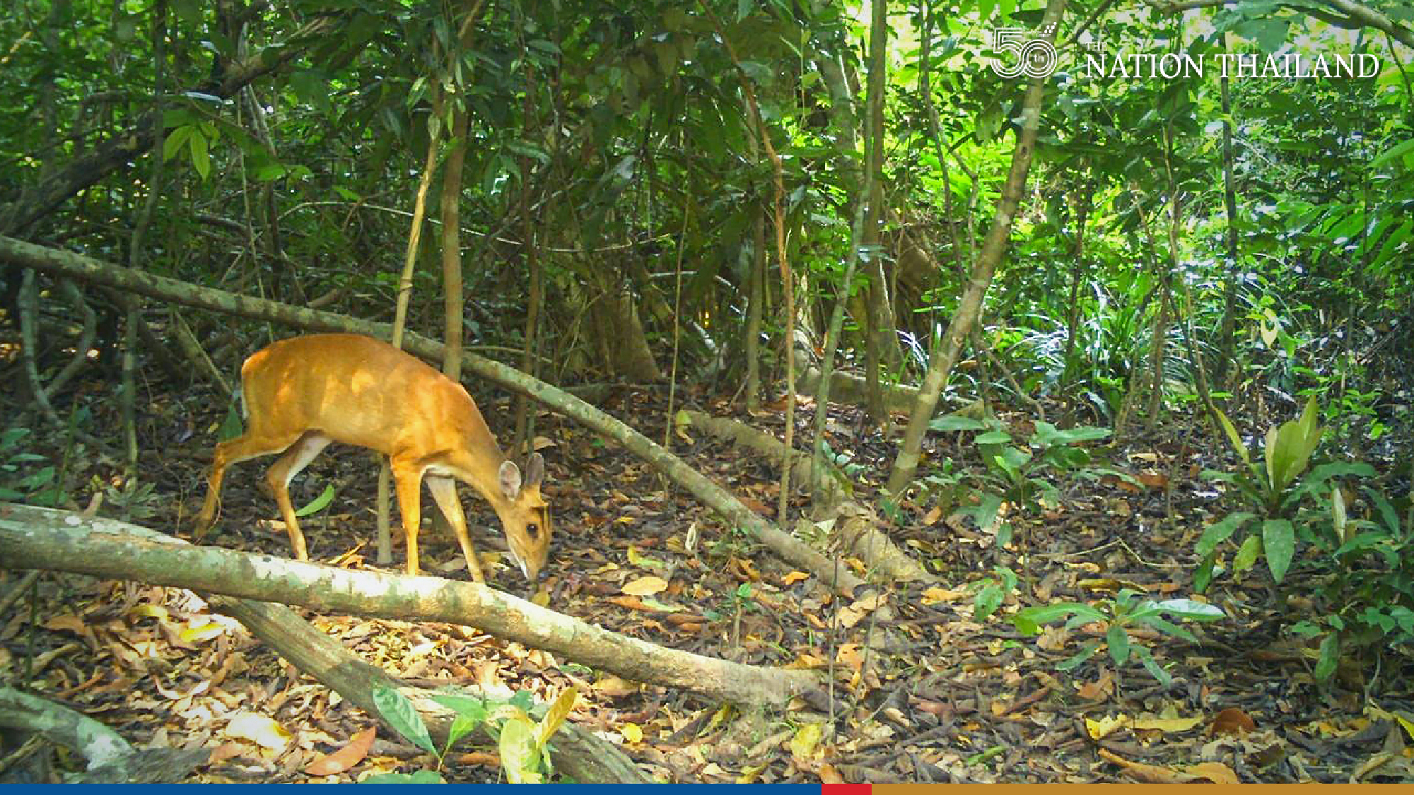 Camera traps offers insights into wildlife at sanctuary