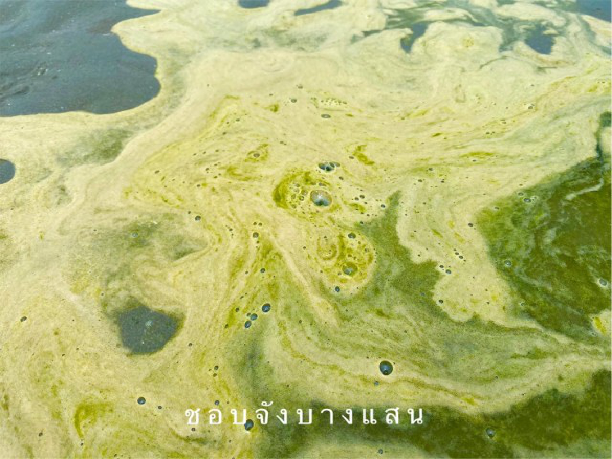 Green sea phenomenon off Bang Saen baffles observers