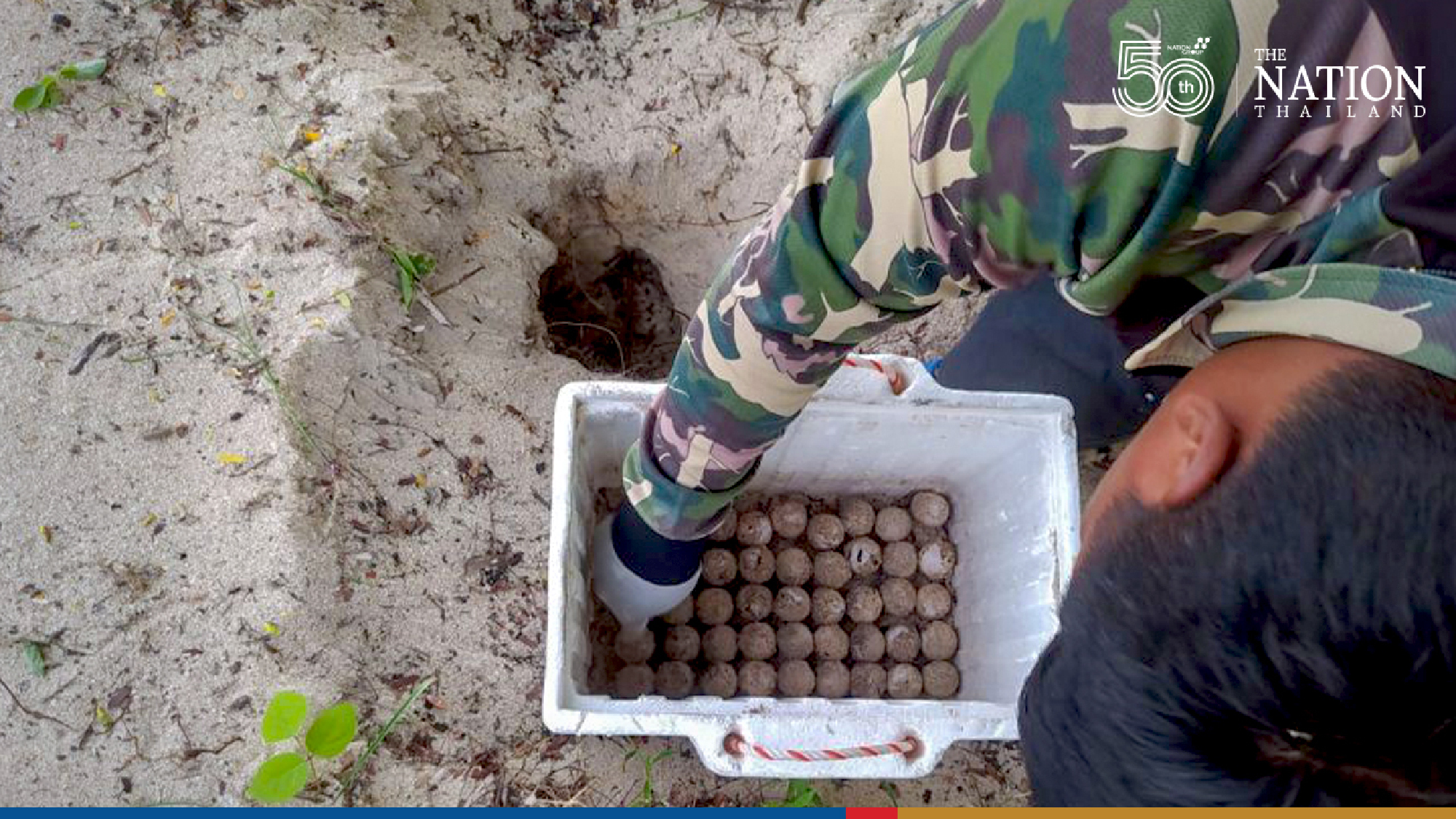 Rare hawksbill sea turtle eggs found on island off Prachuap Khiri Khan