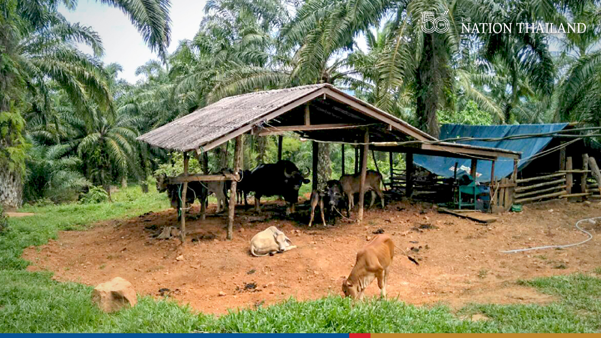 Alert sounded as wild bull flees national park for second time in a month
