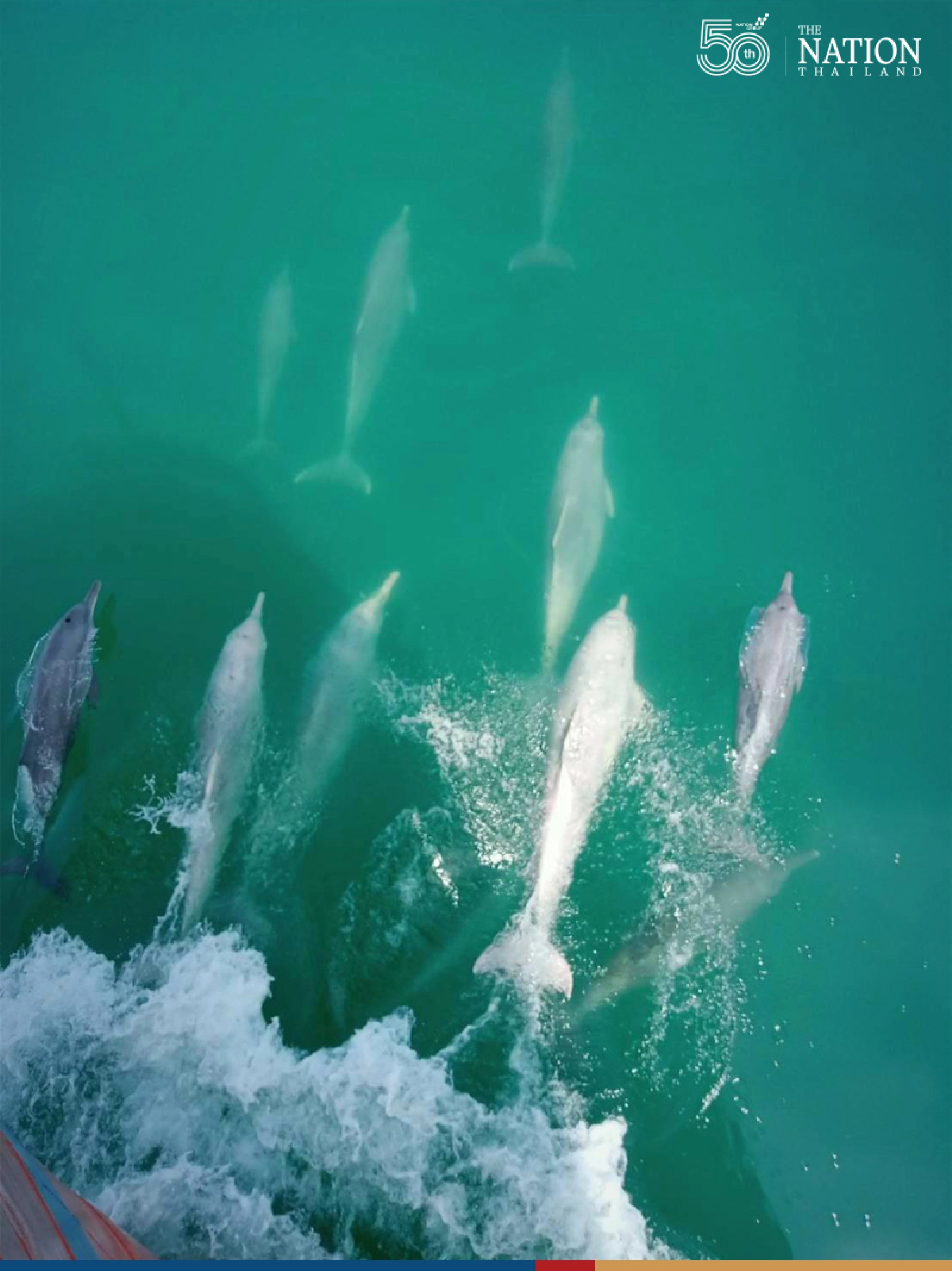 Thailand marks World Oceans Day by urging all Thais to conserve precious marine life