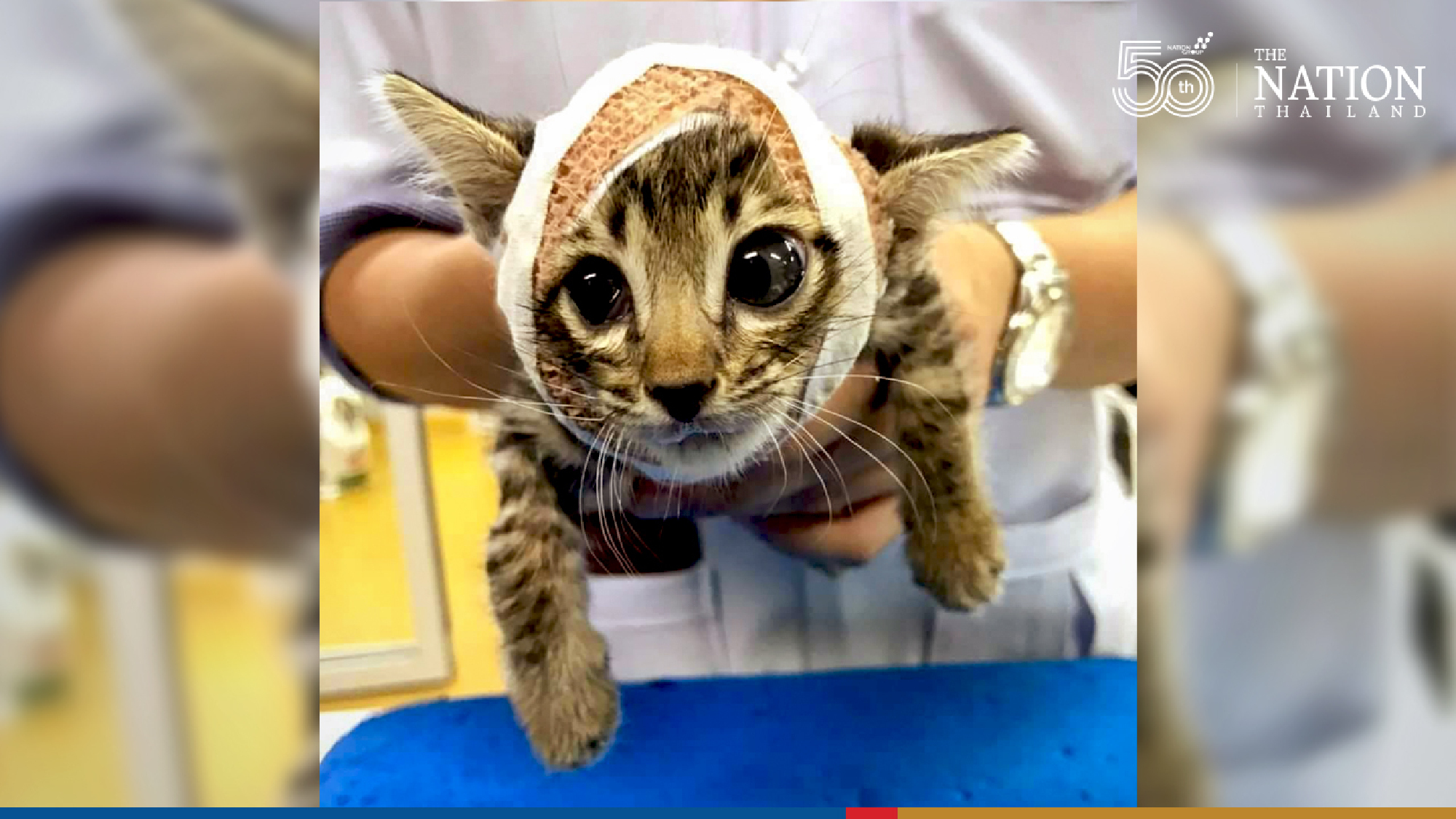 Kittens who got injured fighting dogs, recovering well in their new home