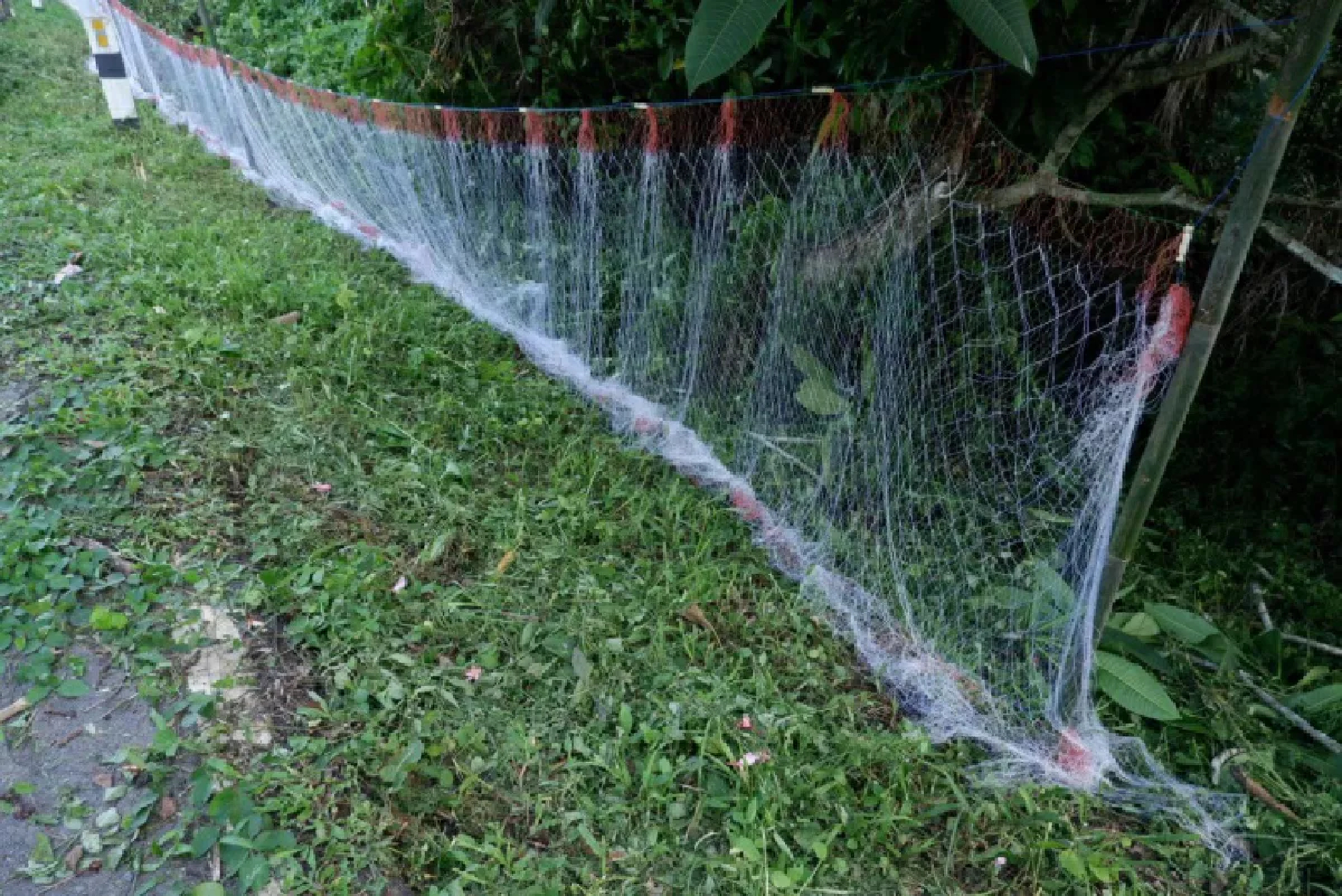 Hunt on for king cobras in Trang after over 20 seen last week