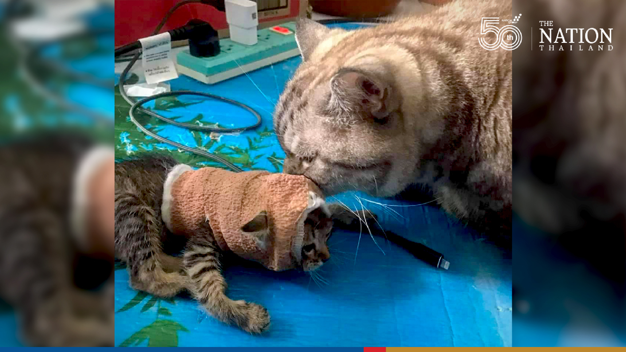 Kittens who got injured fighting dogs, recovering well in their new home