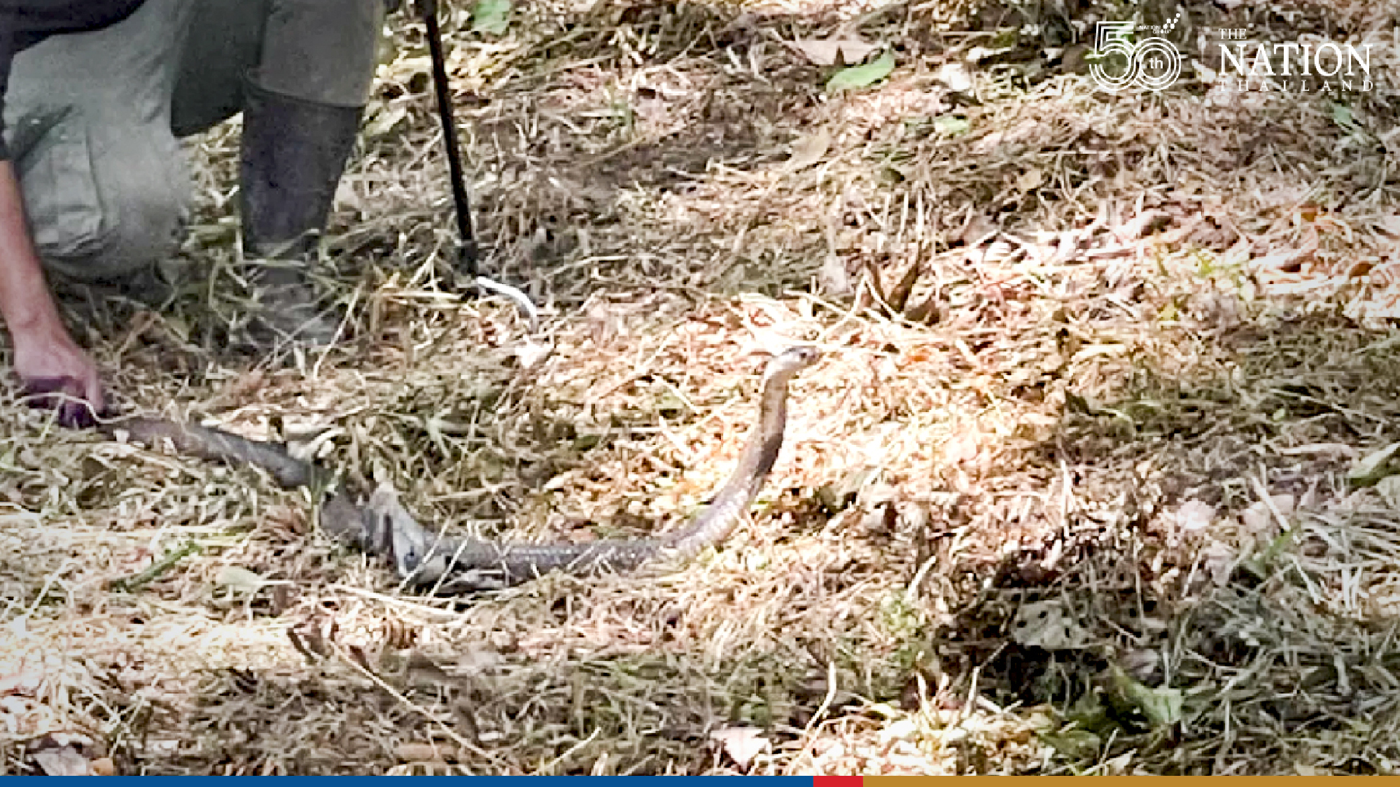 Snake hunters snare two of 20 cobras terrorising Trang village