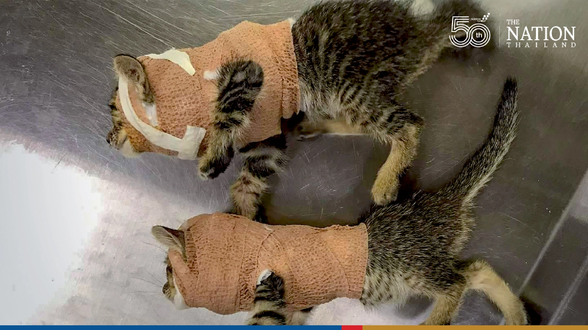 Kittens who got injured fighting dogs, recovering well in their new home