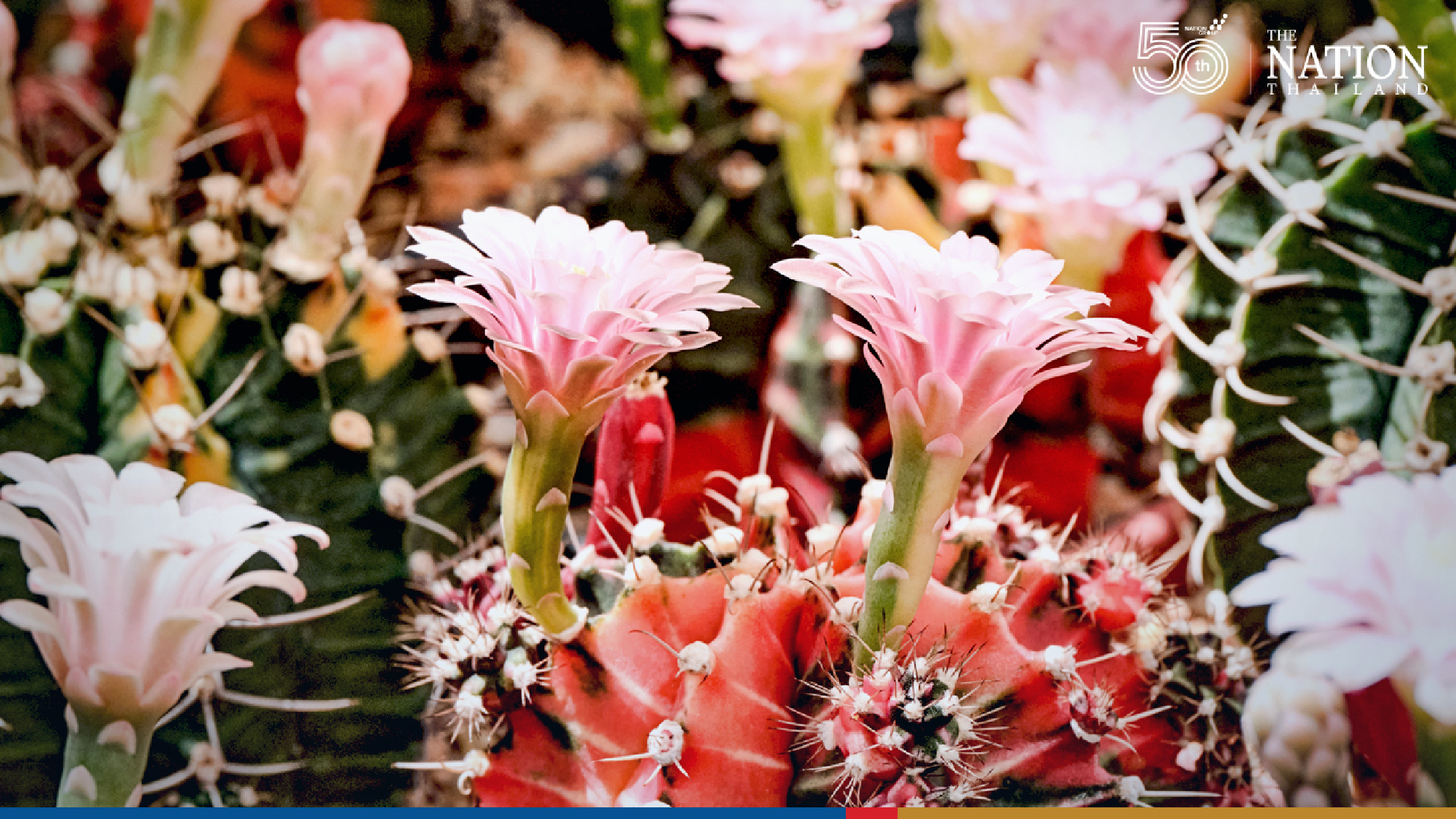 Dream of starting a business from home? Talk to the cactus guy