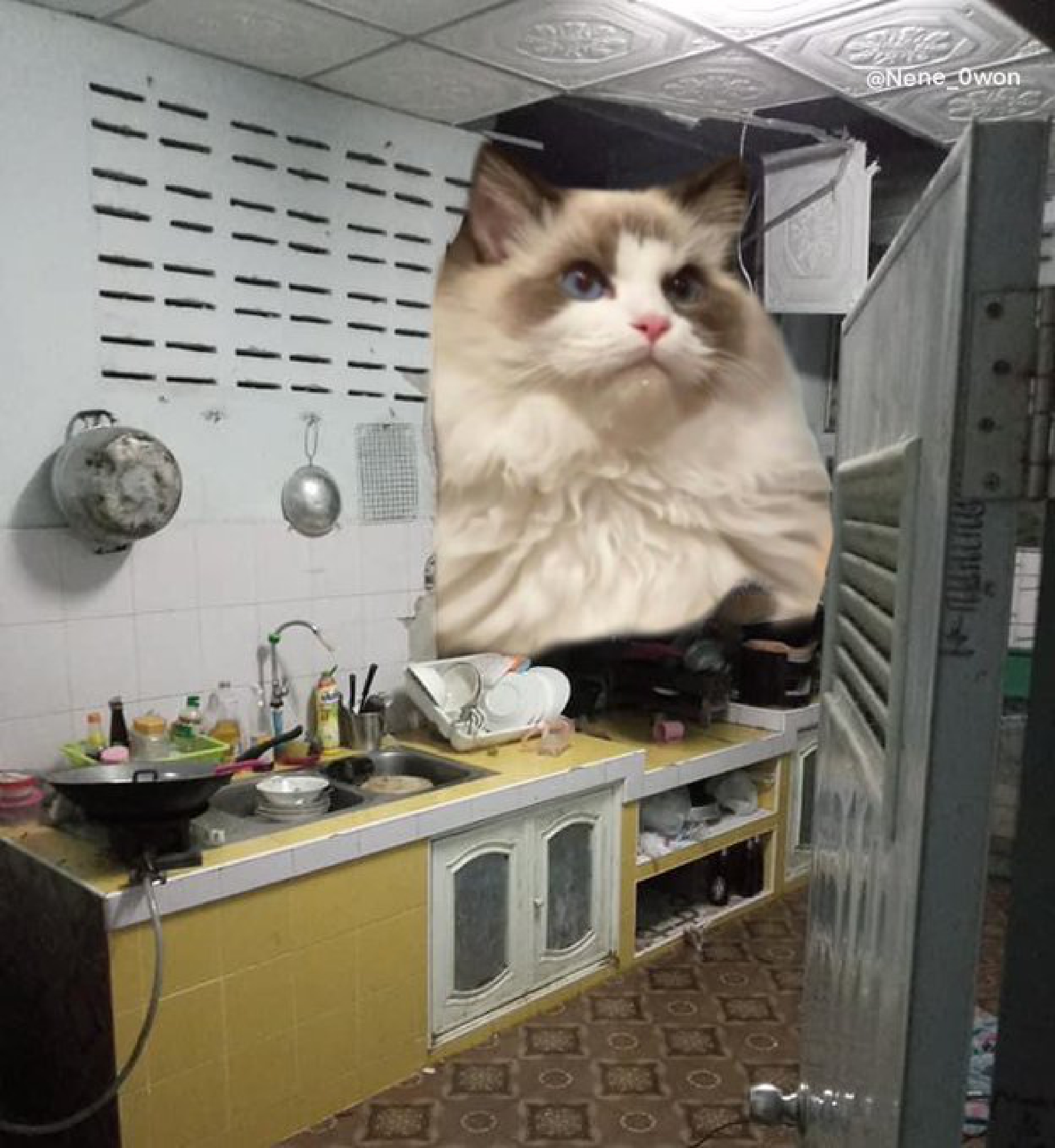 From political jibes to breakfast fave – Hua Hin elephant adventure sparks funny memes