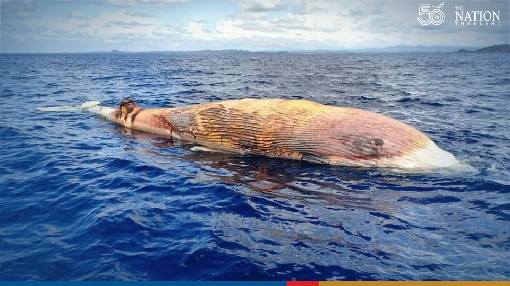Scientists probe carcass of giant white whale found floating in Gulf of Thailand