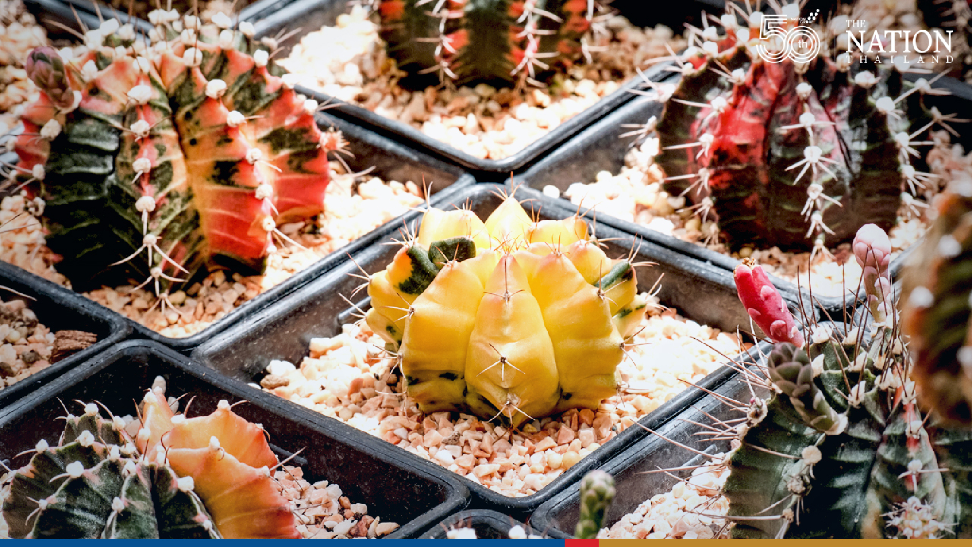 Dream of starting a business from home? Talk to the cactus guy