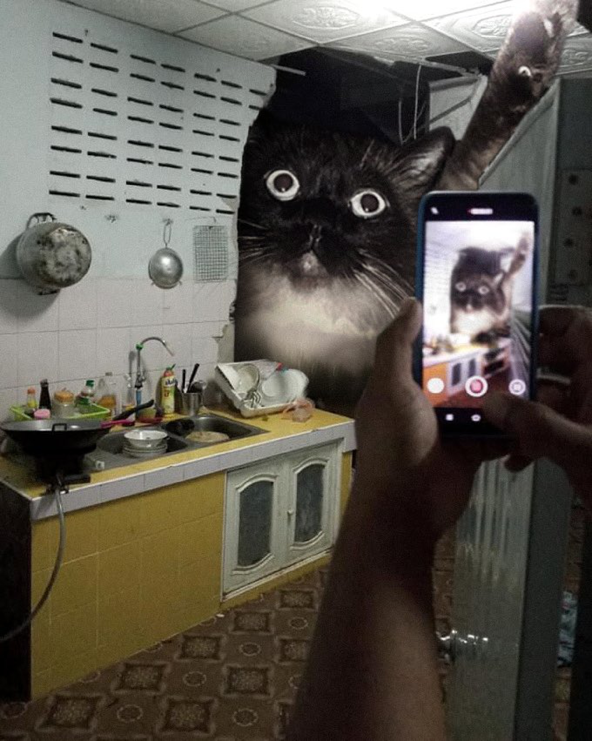 From political jibes to breakfast fave – Hua Hin elephant adventure sparks funny memes