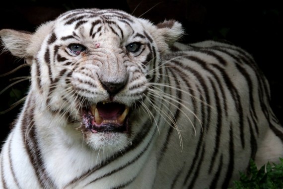 A white tiger is seen at the Van Vihar National Park in Bhopal, the capital city of India's Madhya Pradesh state