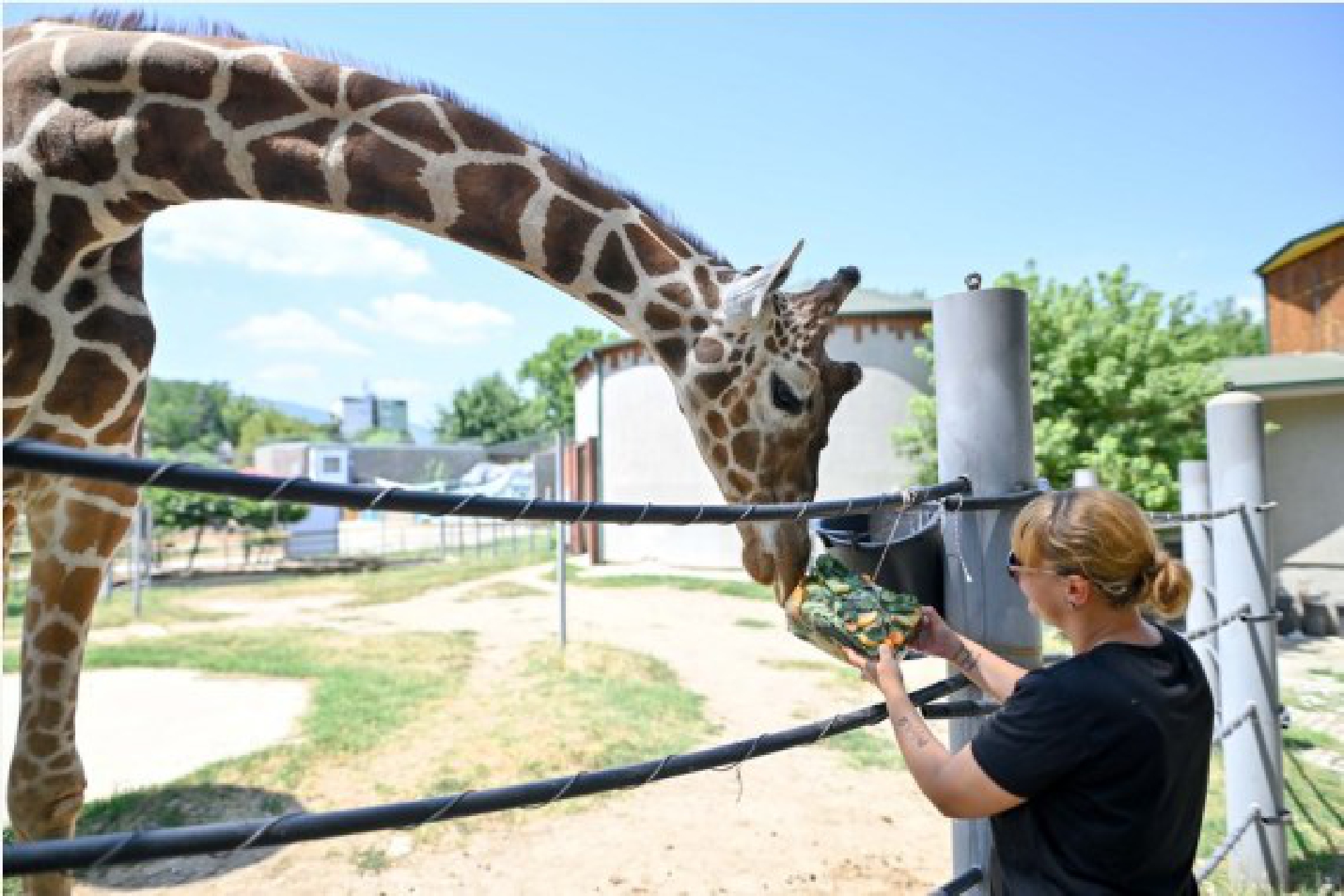 A zoo worker feeds iced food to a giraffe in Skopje Zoo in Skopje, North Macedonia on July 9, 2021.