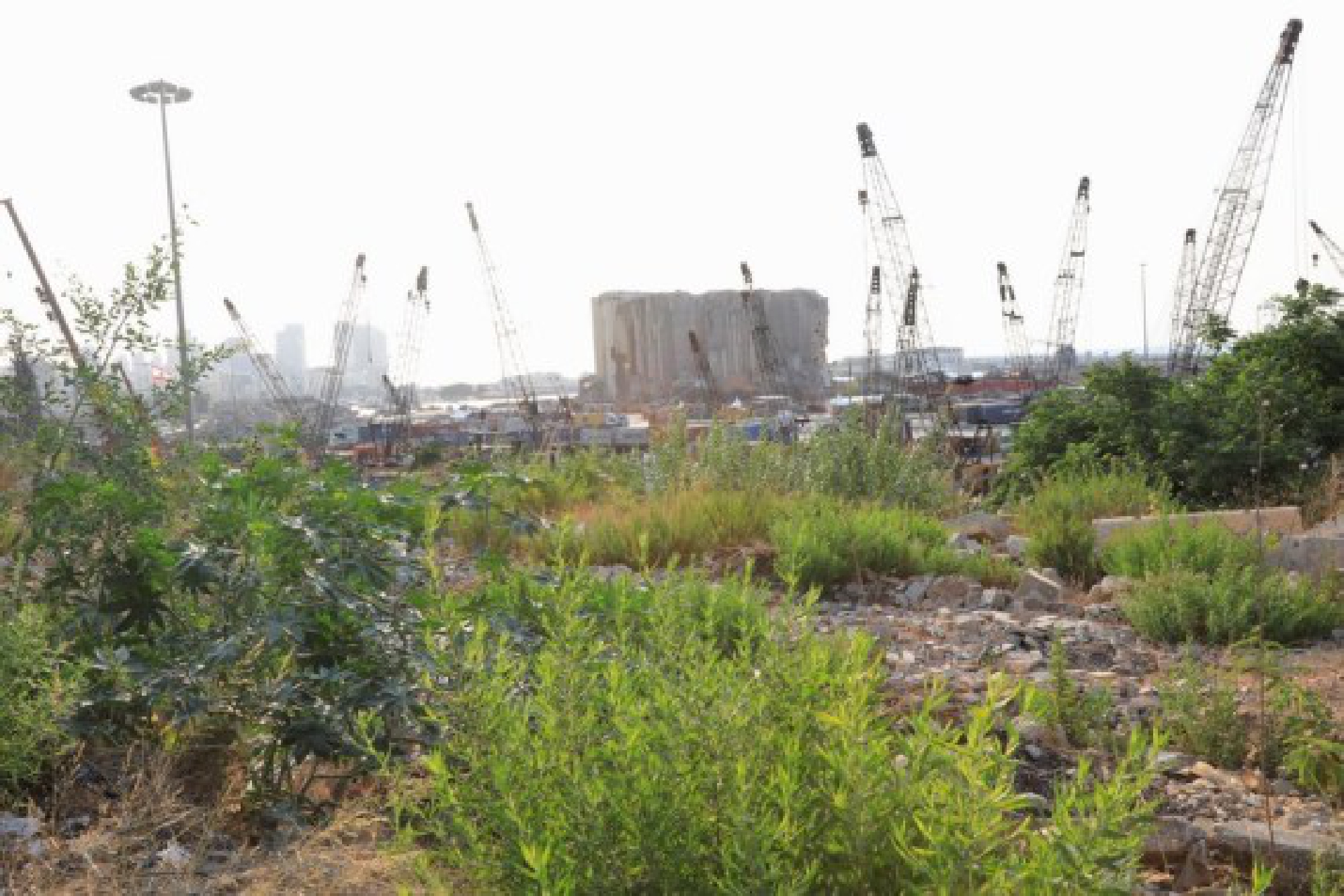 Photo taken on July 29, 2021 shows weeds growing near the Beirut port in Beirut, Lebanon.