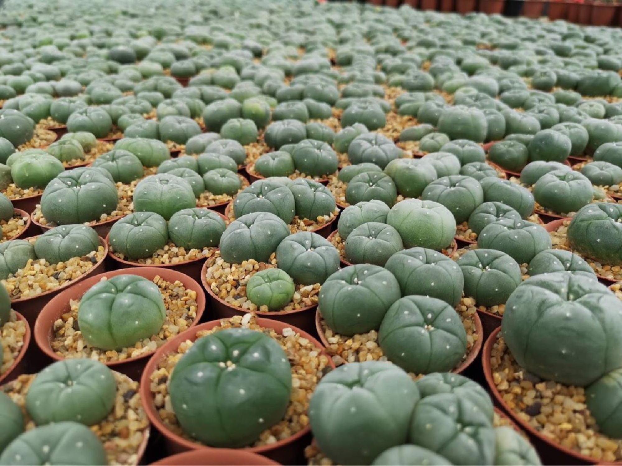 DHL Express Thailand launches next-day cactus export service to Singapore, Indonesia, Vietnam and Cambodia