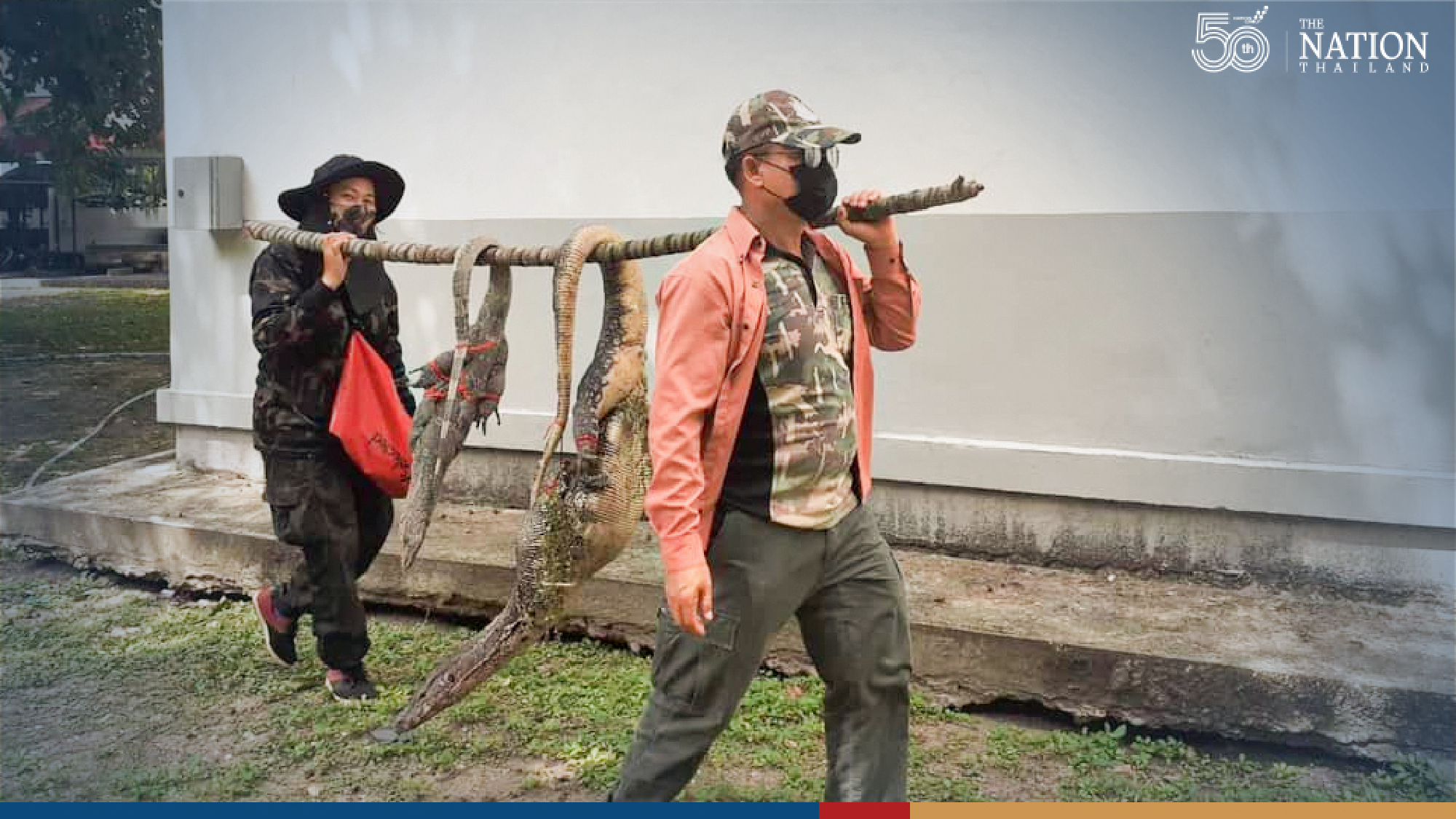 State officials catch 52 monitor lizards at two universities