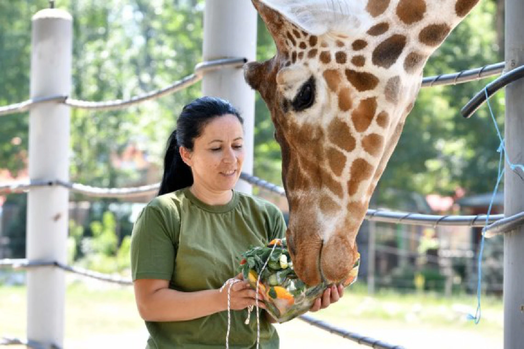 A zoo worker feeds iced food to a giraffe in Skopje Zoo in Skopje, North Macedonia on July 9, 2021.