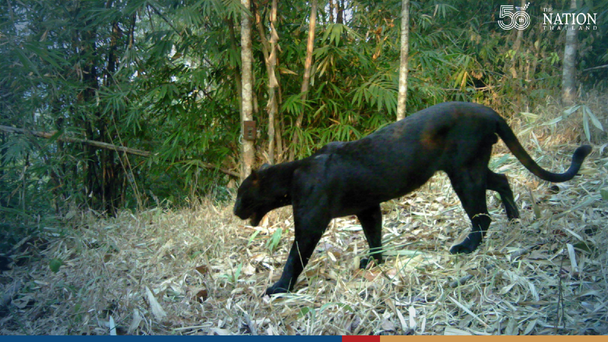 Camera traps prove national parks in west of Thailand thriving