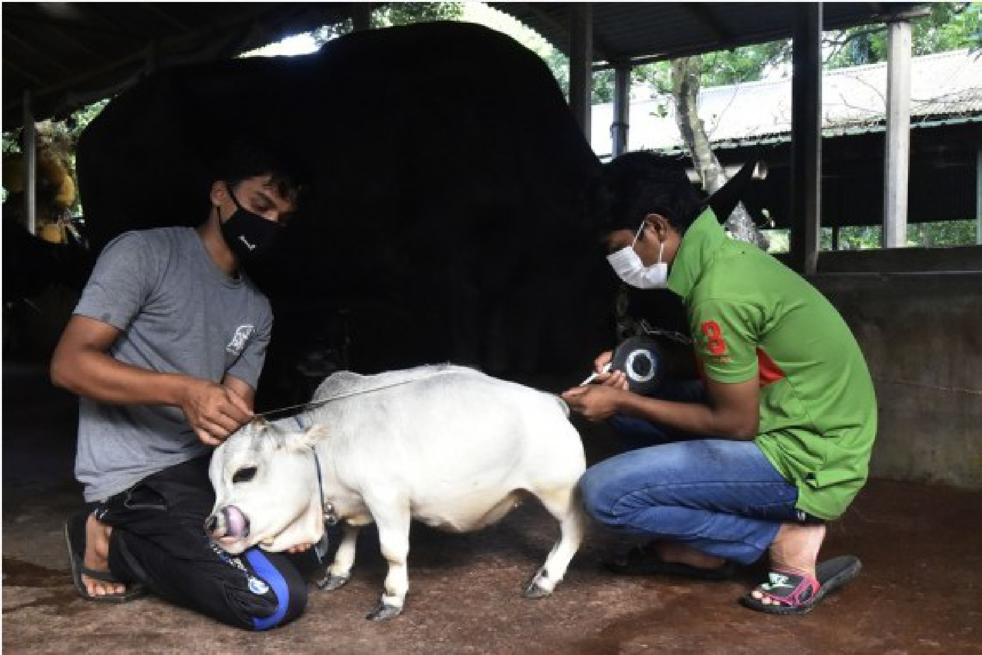Two men measure a dwarf cow called Rani at a farm in Savar on the outskirts of Dhaka, Bangladesh