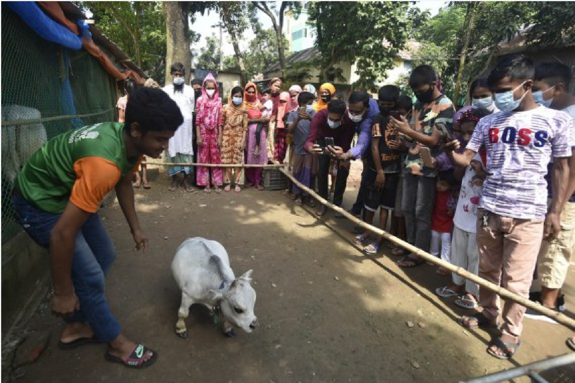 People take photos of a dwarf cow called Rani at a farm in Savar on the outskirts of Dhaka, Bangladesh