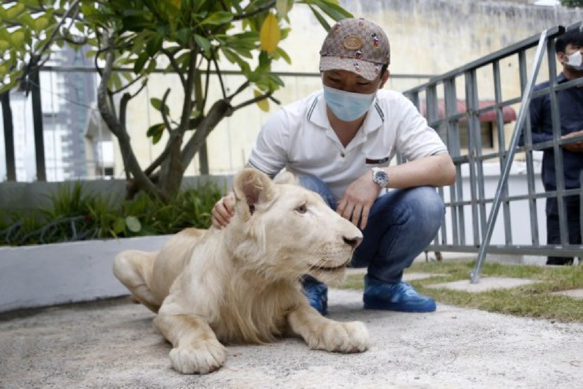 The owner plays with his lion at home in Phnom Penh, Cambodia on July 5, 2021 after taking it back from the Phnom Tamao Wildlife Conservation and Rescue Center.