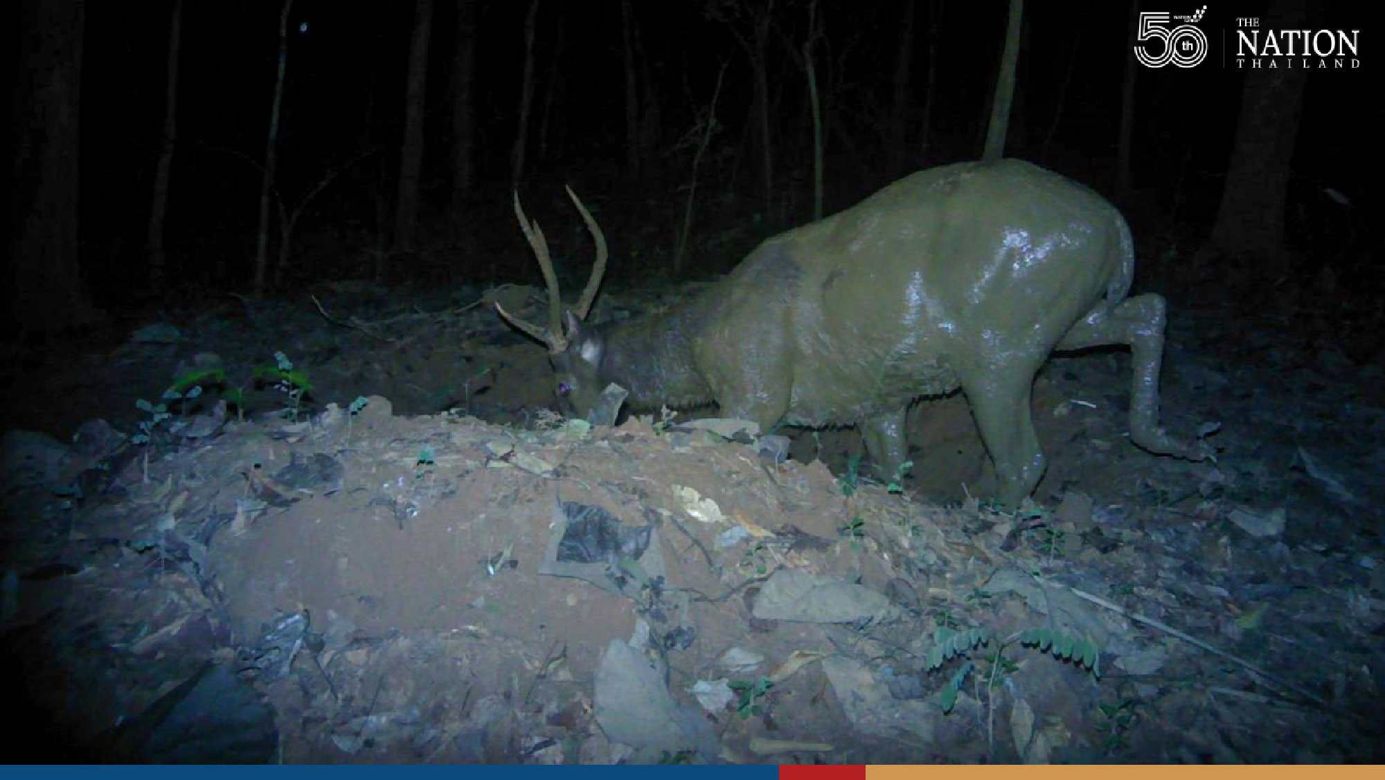 Camera traps prove national parks in west of Thailand thriving