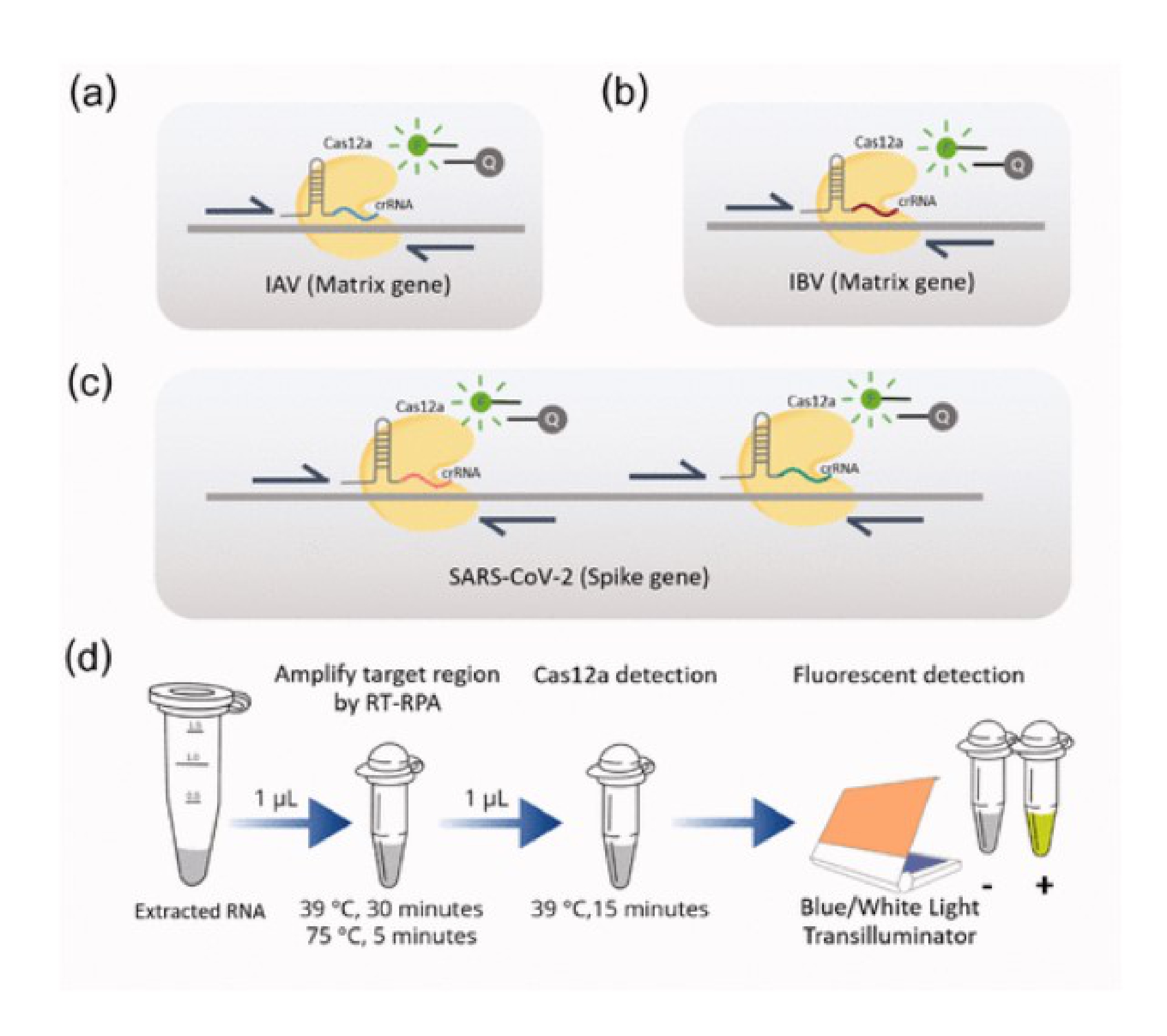 Chula research team comes up with innovative, fast, accurate, affordable Covid-19 test kit