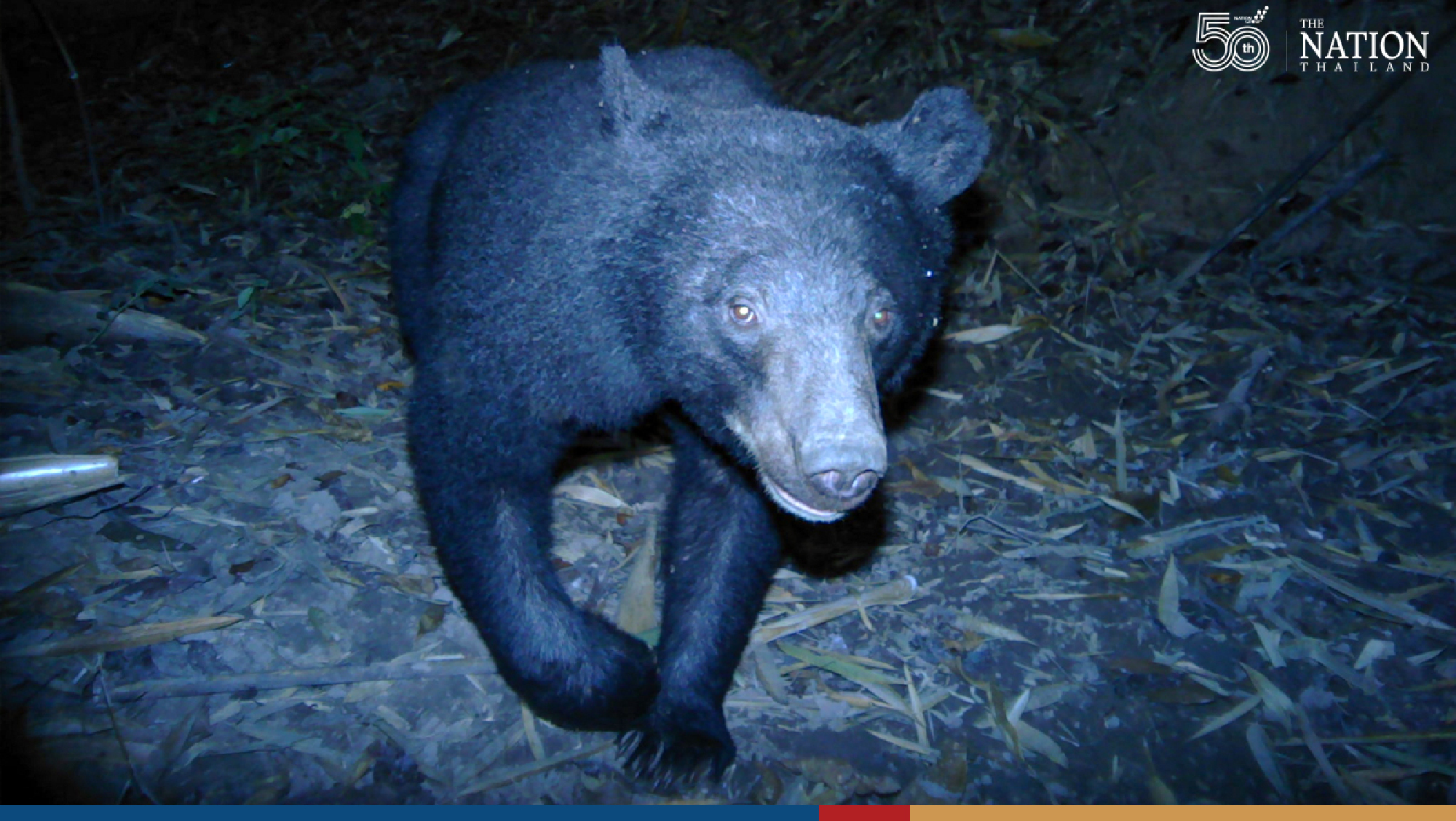 Camera traps prove national parks in west of Thailand thriving